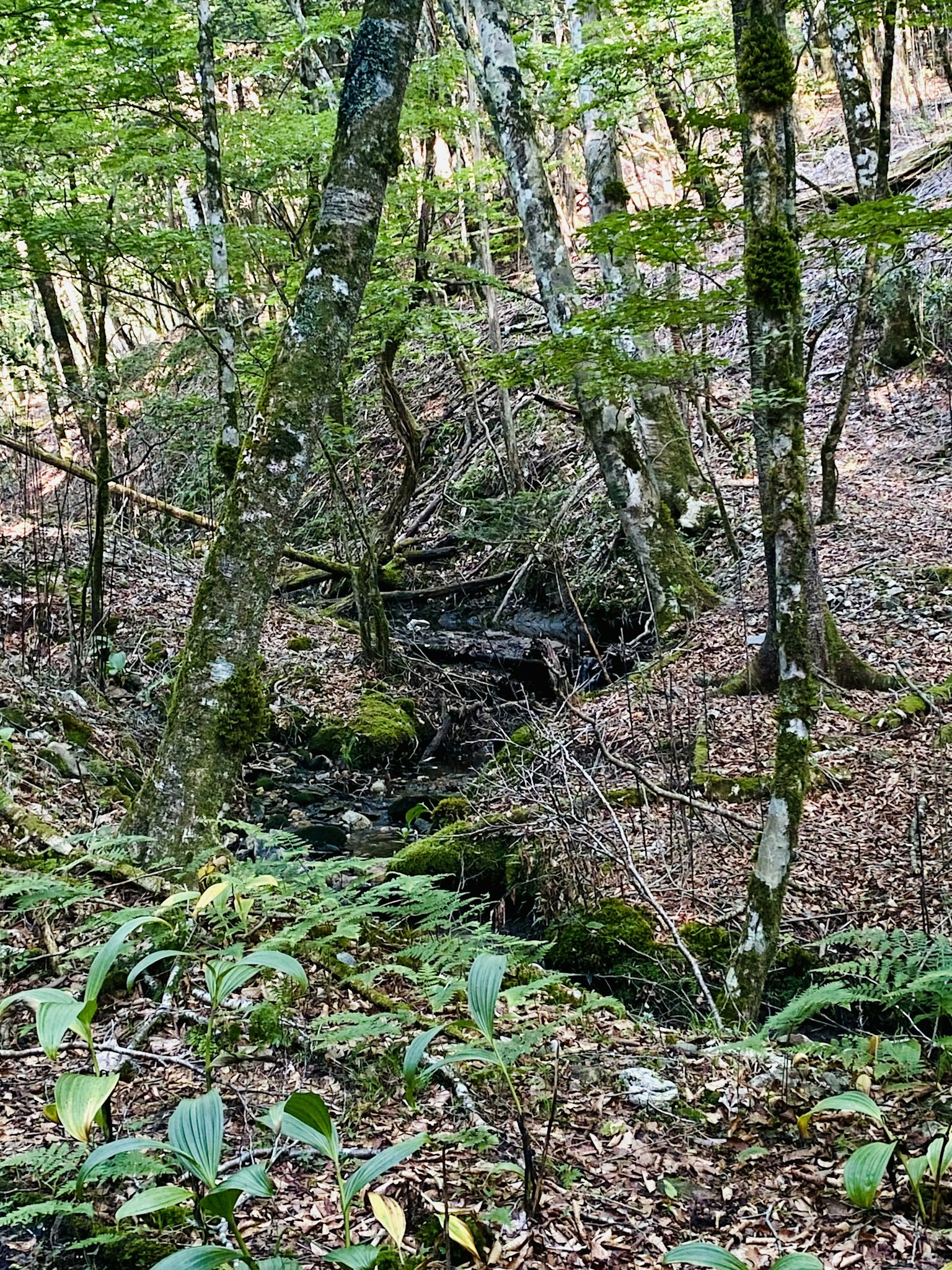 Un piccolo ruscello che scorre attraverso una foresta verdeggiante con alberi circostanti