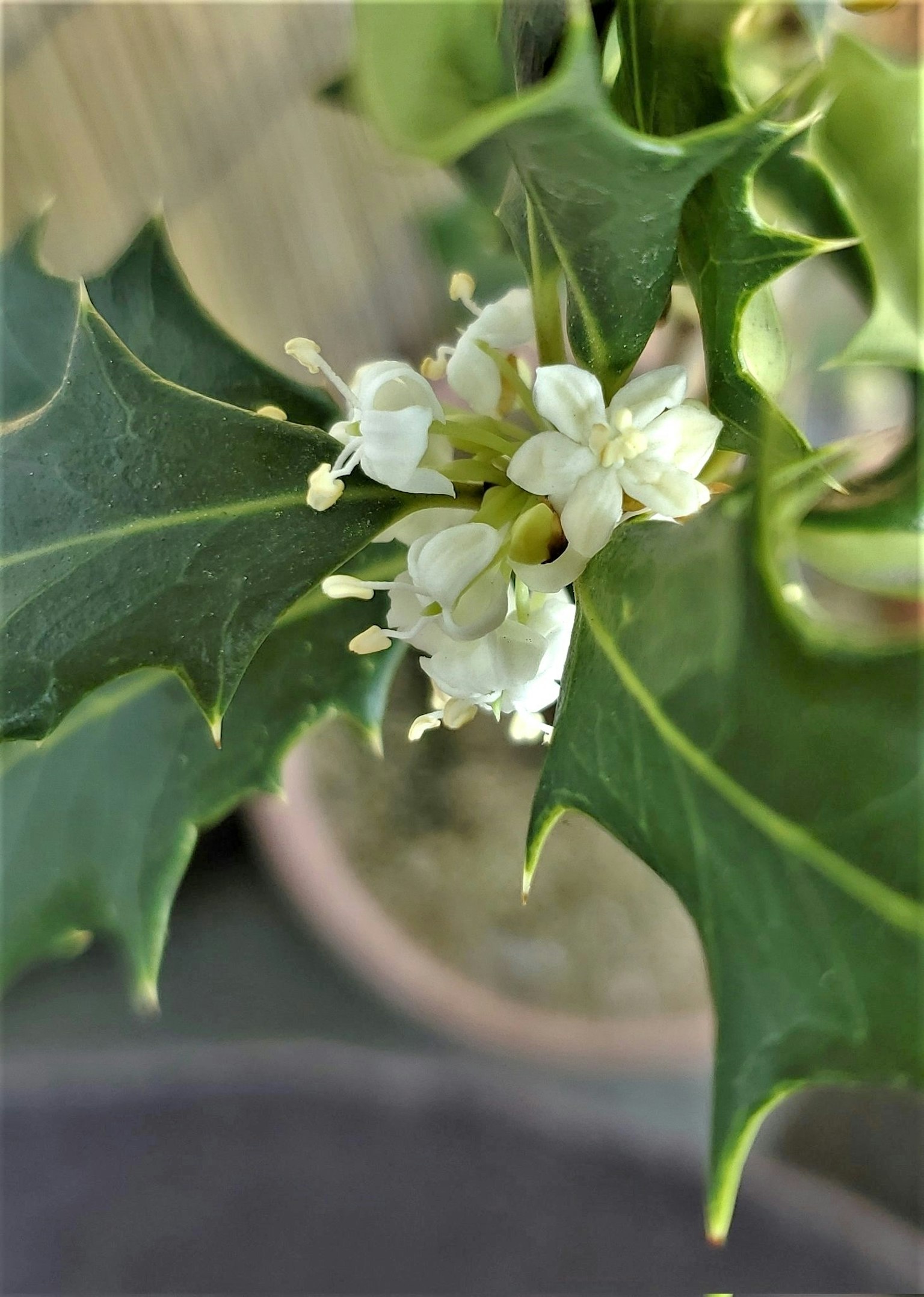 Nahaufnahme von Stechpalmenblättern mit weißen Blüten