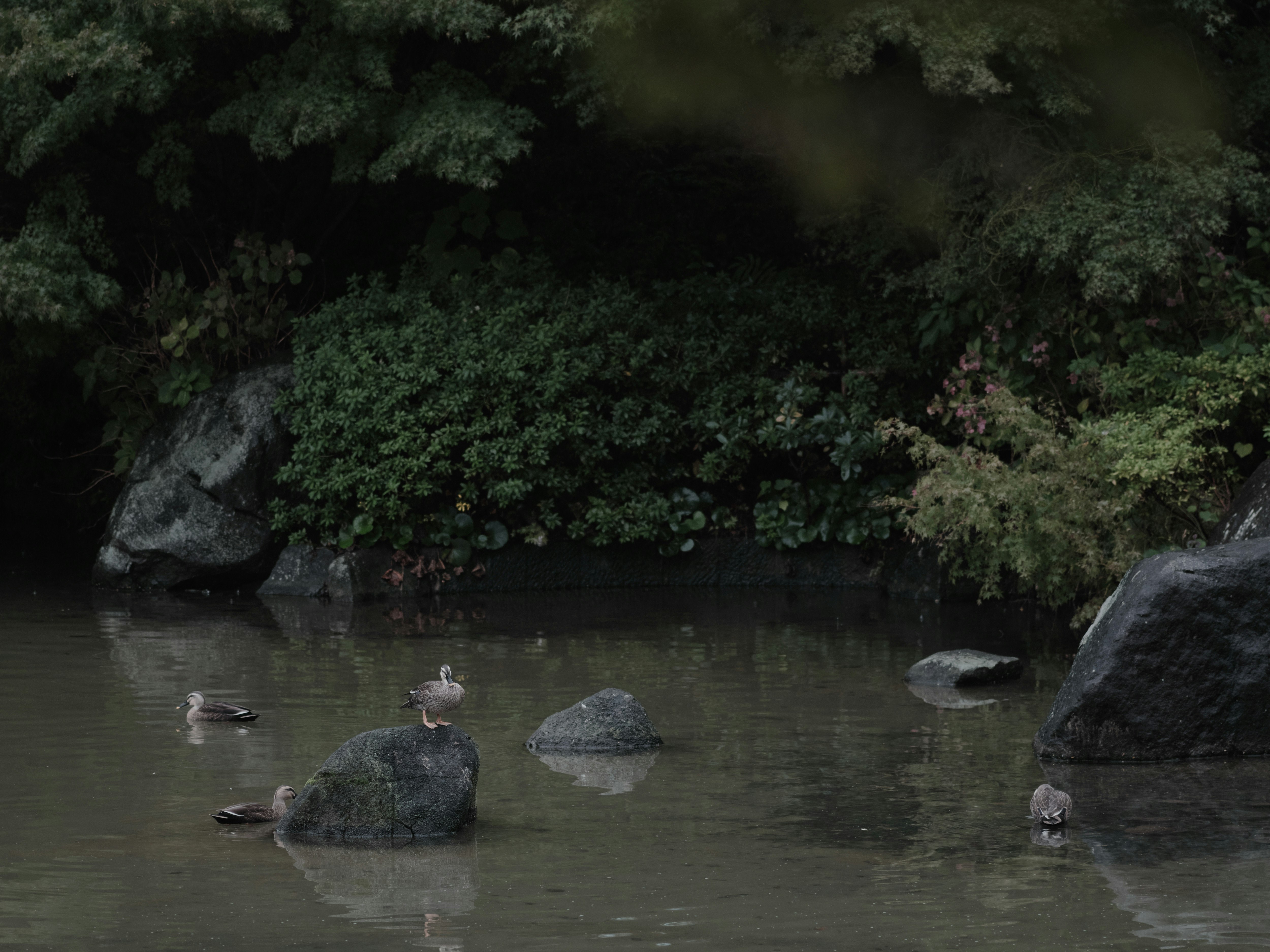 雨の日本庭園の池で羽を休めるカルガモ