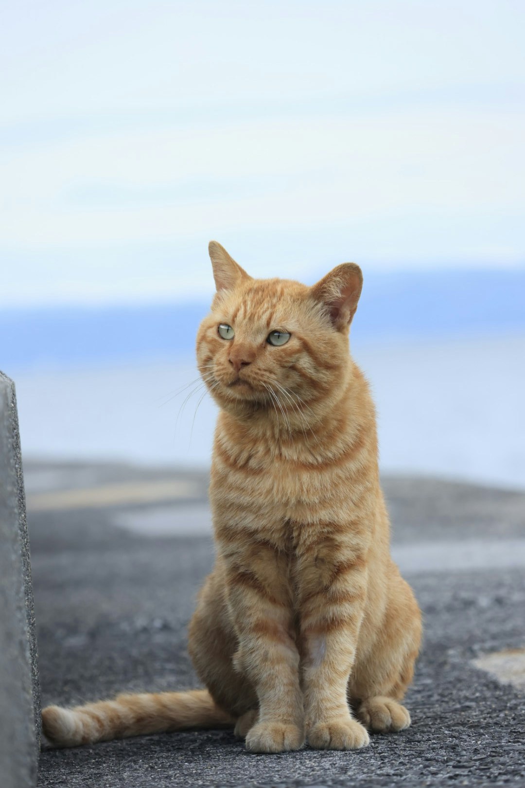 海辺の岩場で座るオレンジ色の猫