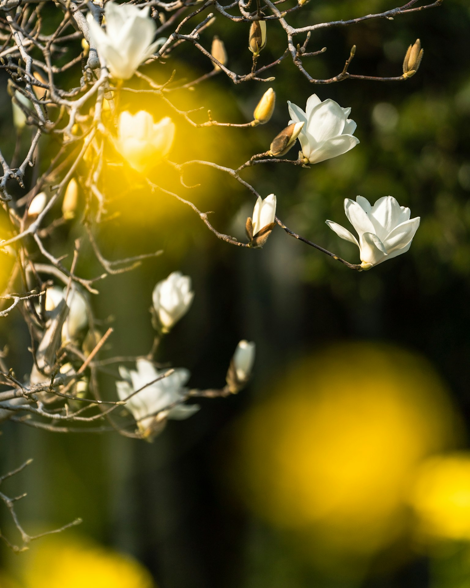 Ramas de flores de magnolia blancas con un fondo amarillo borroso creando una escena primaveral serena