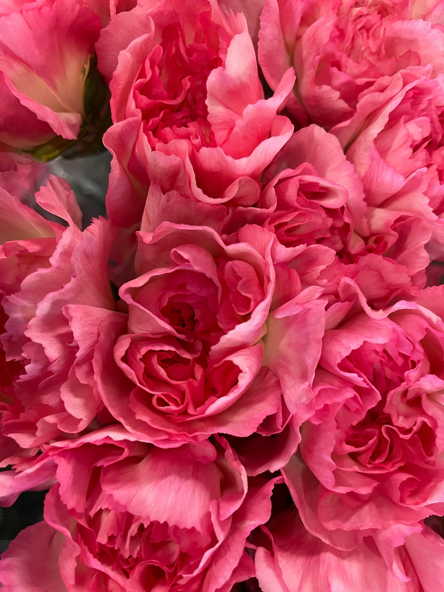 Un bouquet de fleurs roses vives avec des pétales superposés