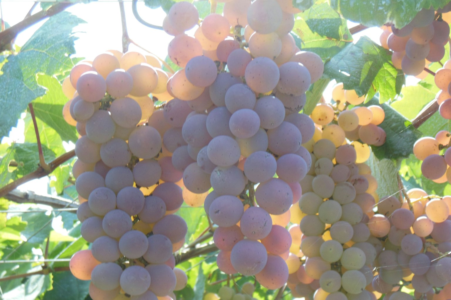 Grappes de raisins baignées de lumière du soleil parmi des feuilles vertes