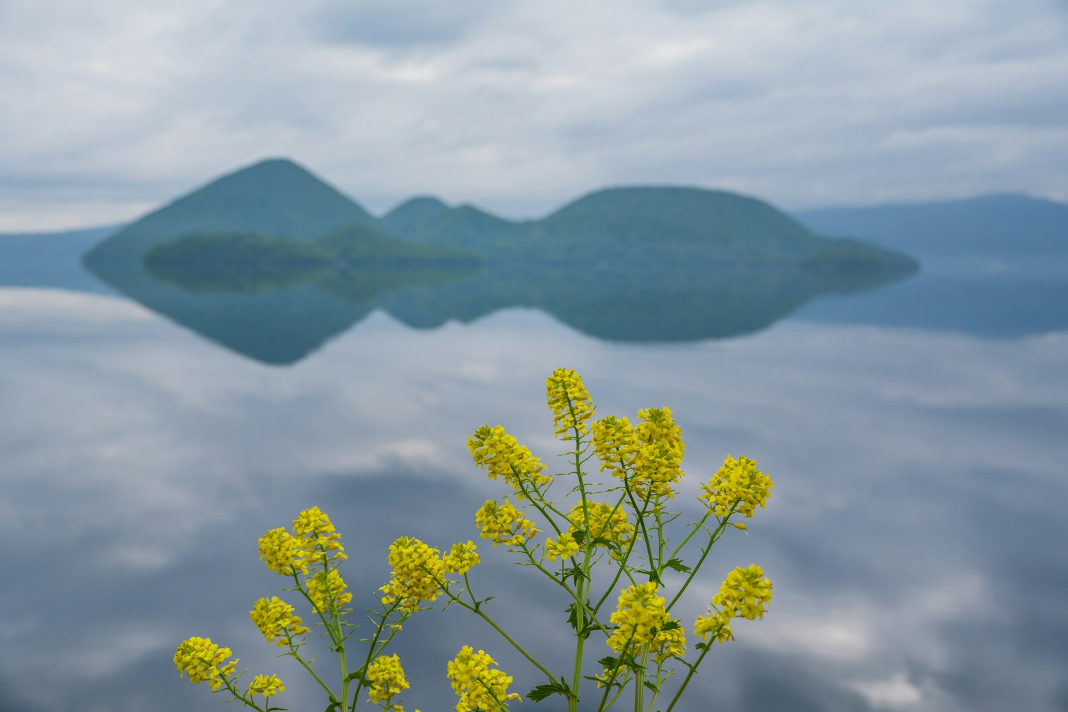 ทิวทัศน์ที่เงียบสงบมีดอกไม้สีเหลืองอยู่ด้านหน้า สะท้อนภูเขาในทะเลสาบที่สงบ