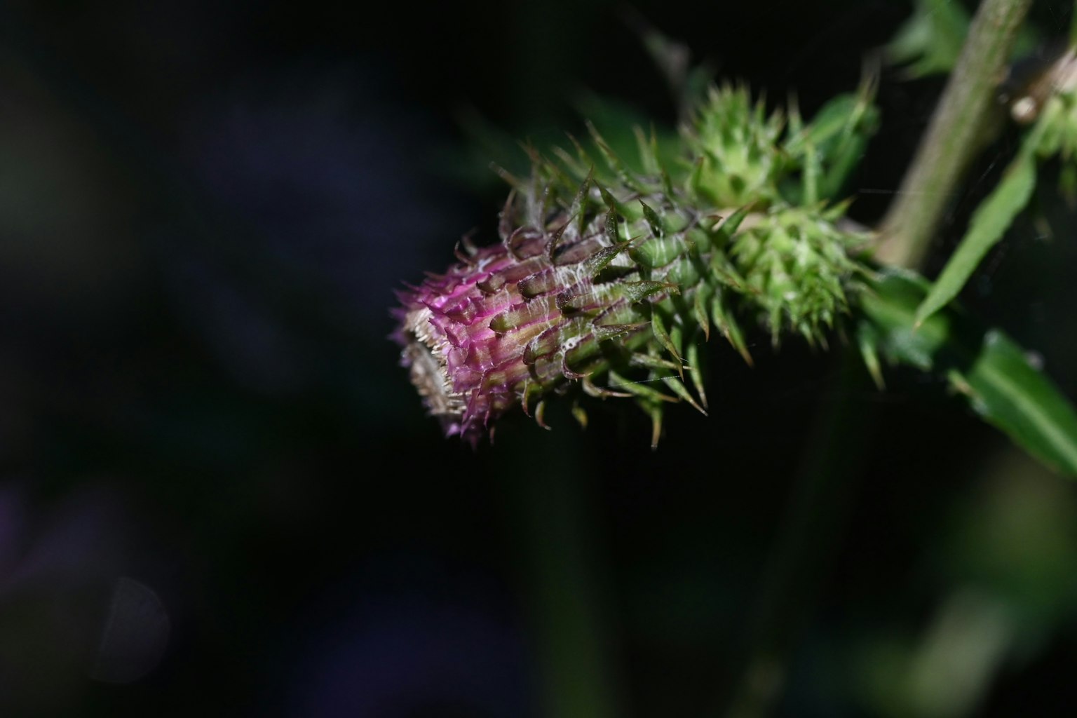 Close-up of a plant with a purple flower bud and green leaves
