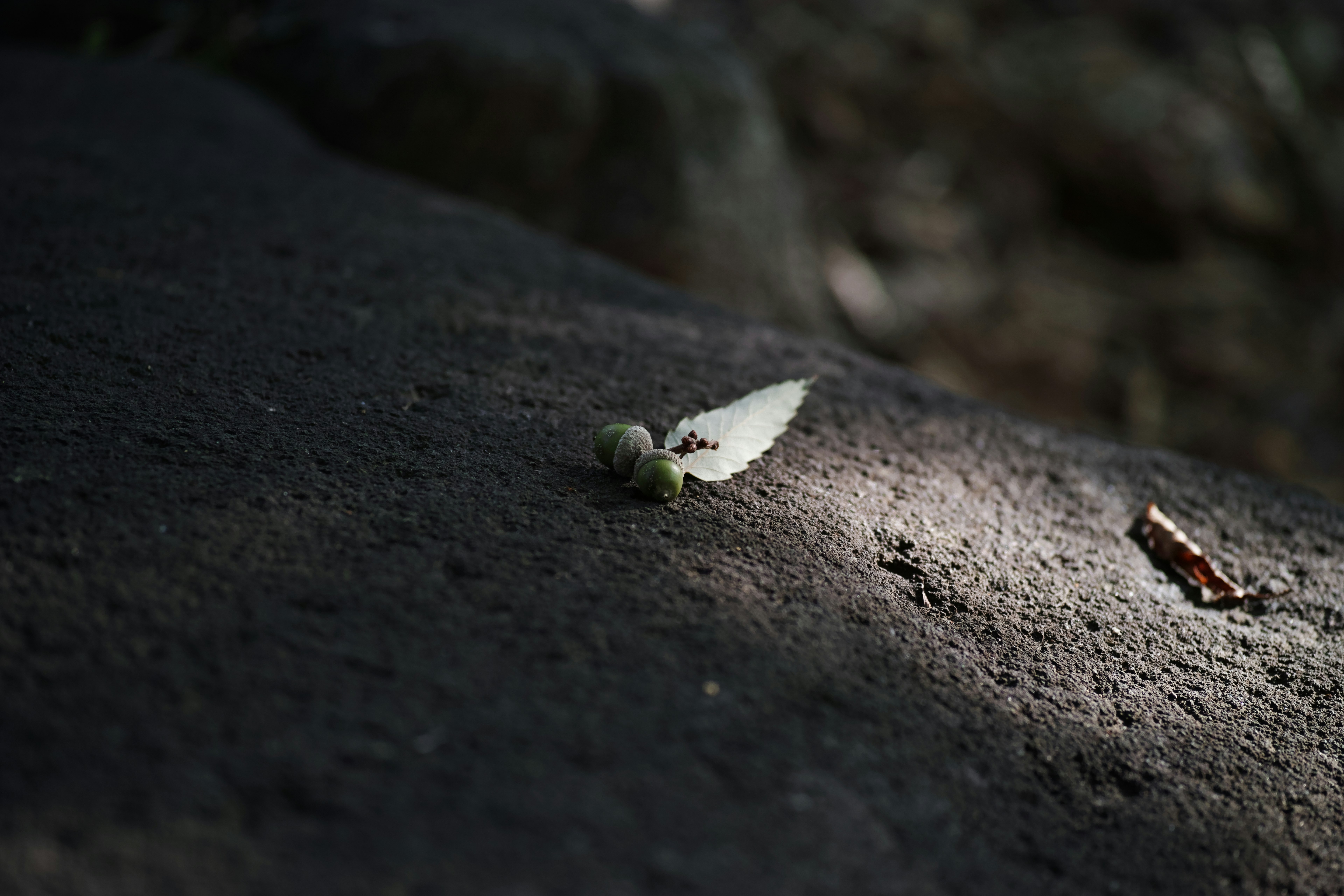 石の上に落ちた小さな花と種