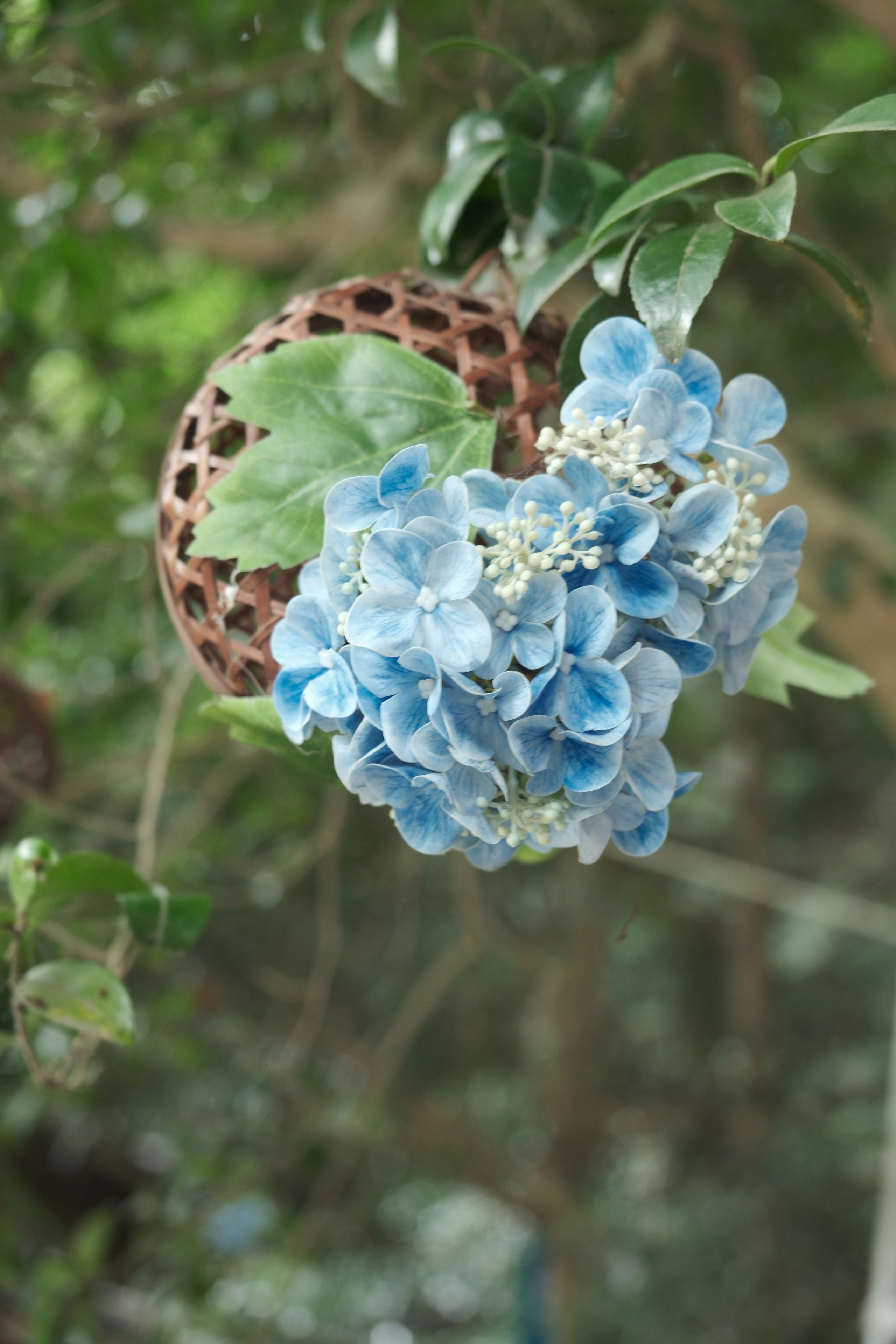 青い紫陽花の花と苔むした木の実のある花飾り