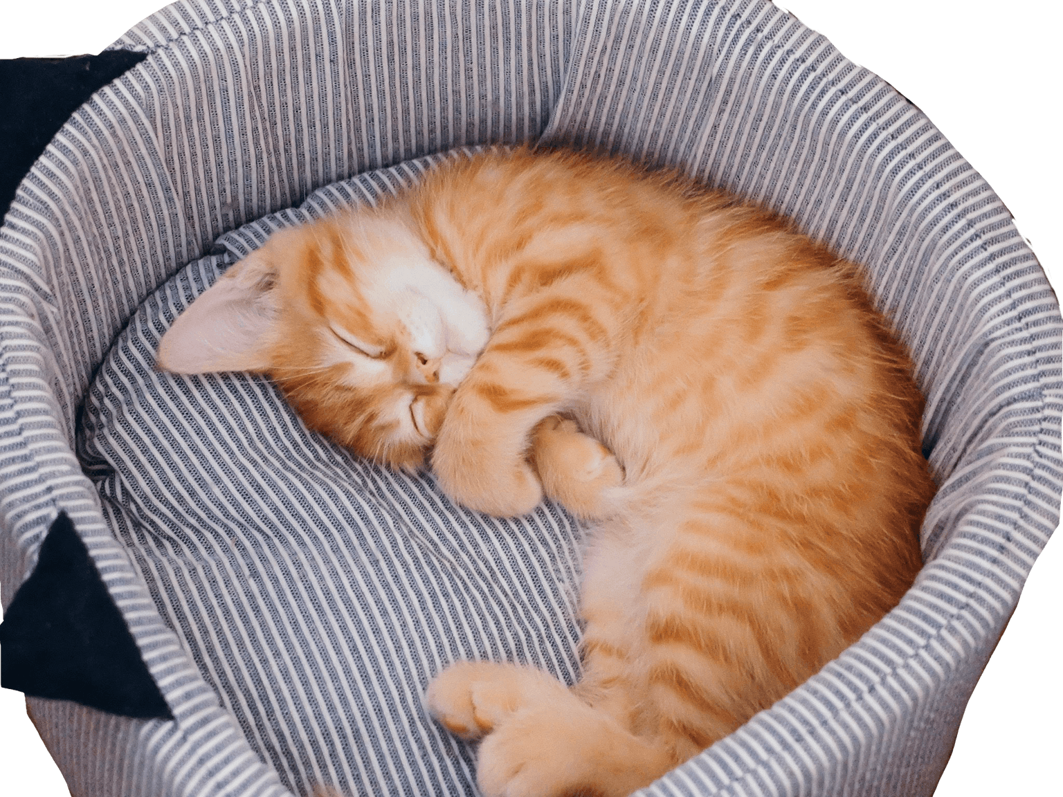 Chaton orange endormi dans un lit rayé