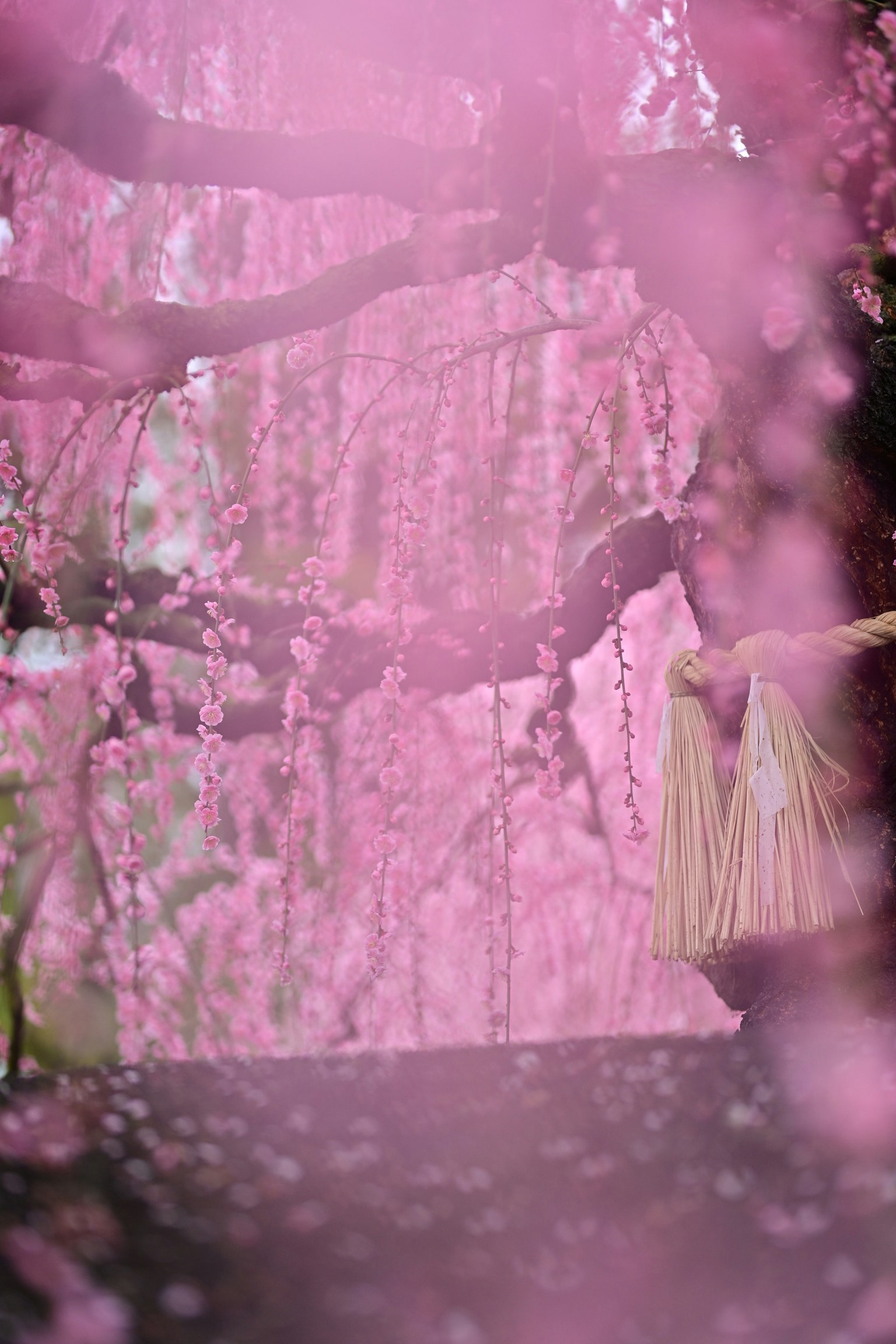 A woman in a kimono stands under blooming cherry blossom trees