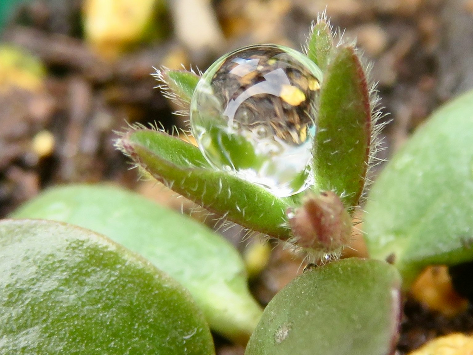 Primer plano de un pequeño brote de planta con una gota de agua