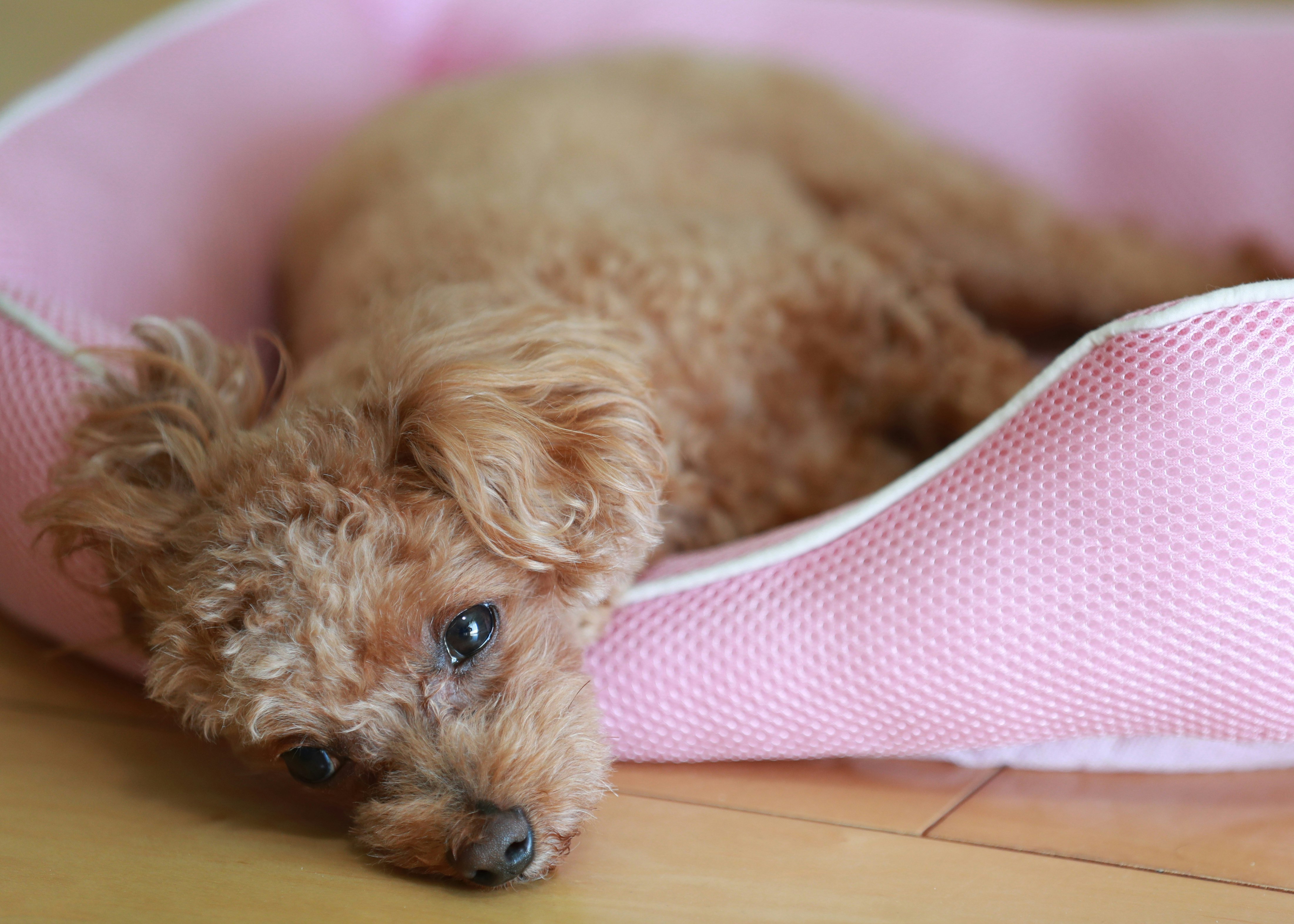 粉色床上蜷縮的玩具貴賓犬