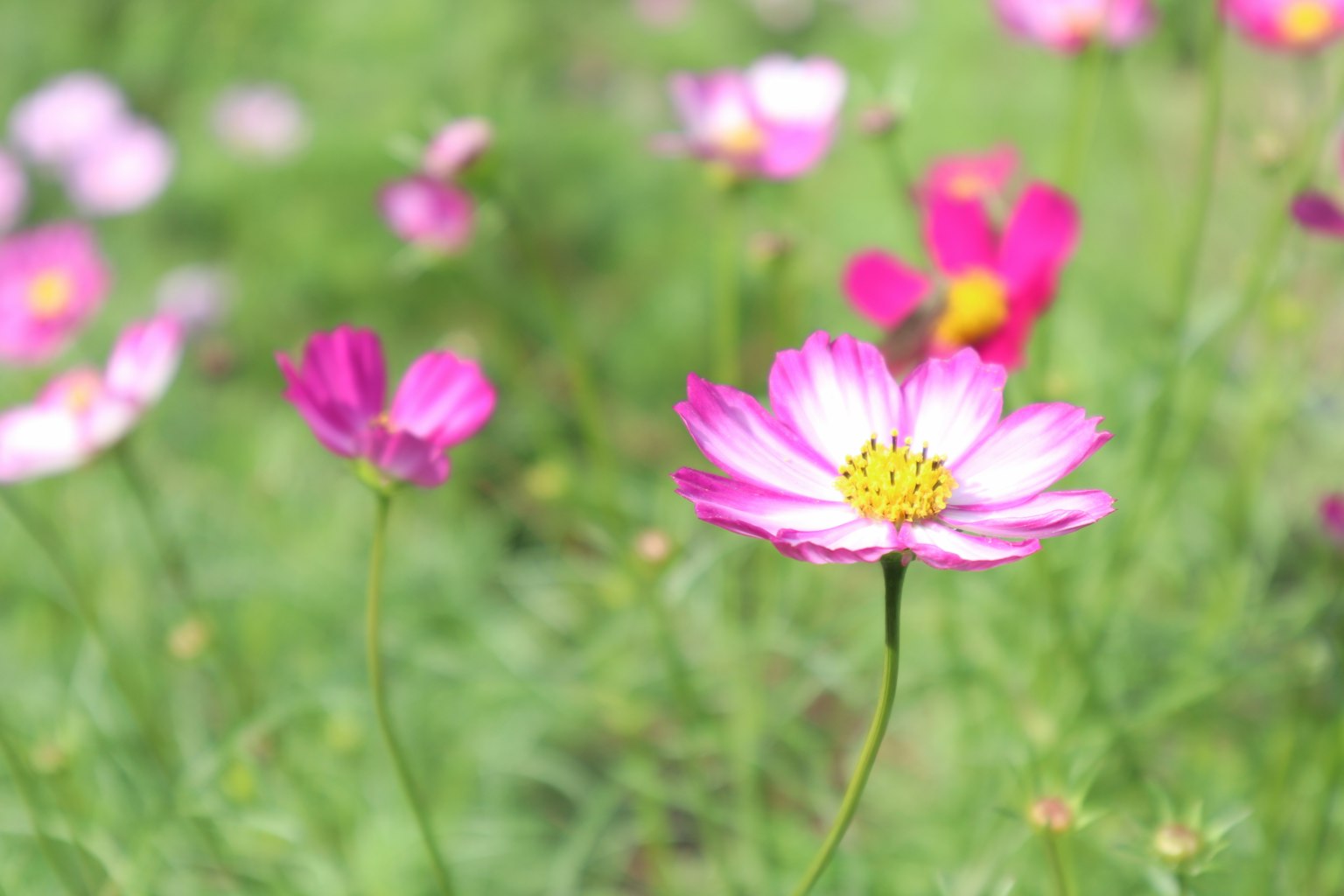 Fleurs de cosmos dans une prairie colorée avec diverses fleurs