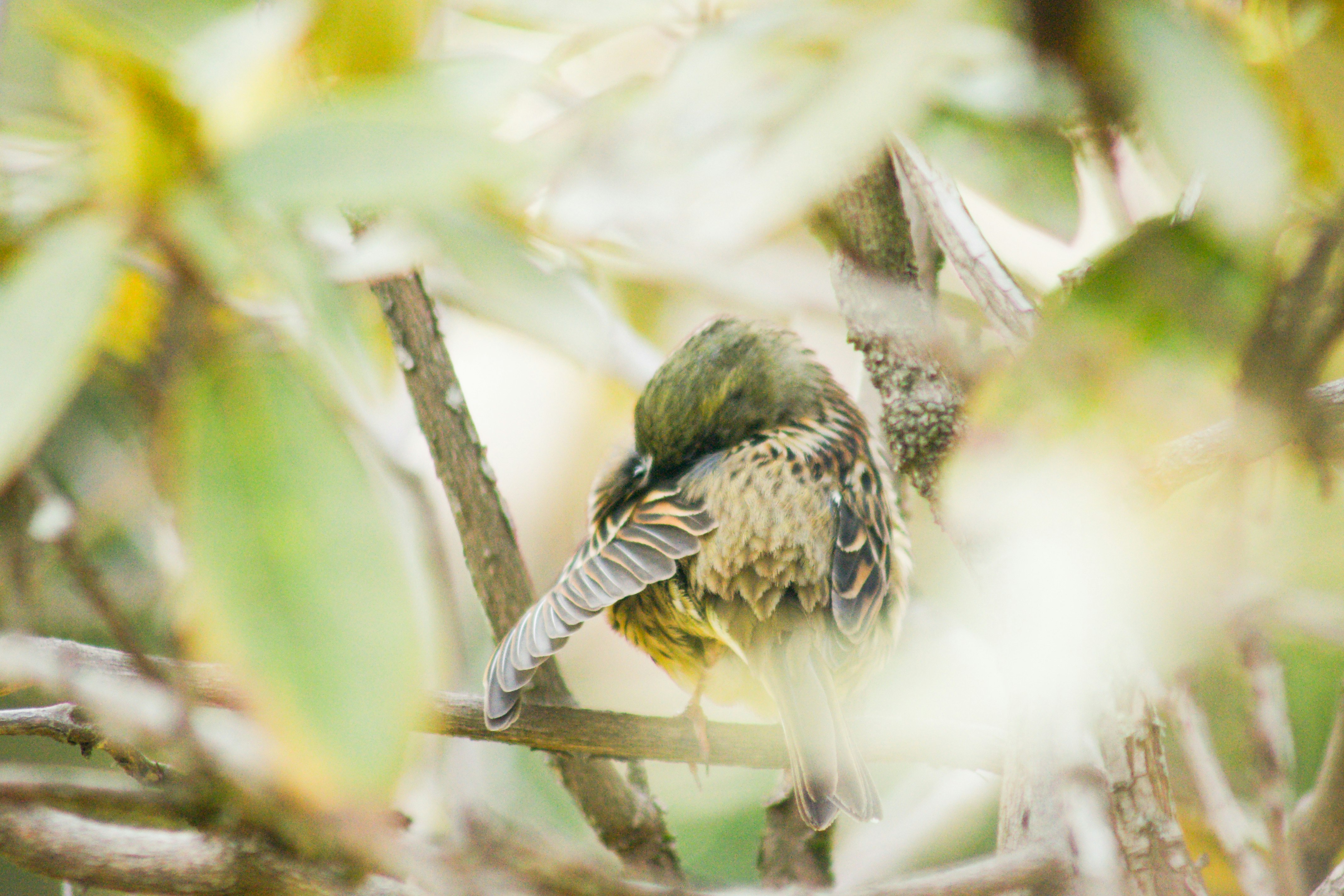 ヤシの葉の間で枝に止まる小鳥