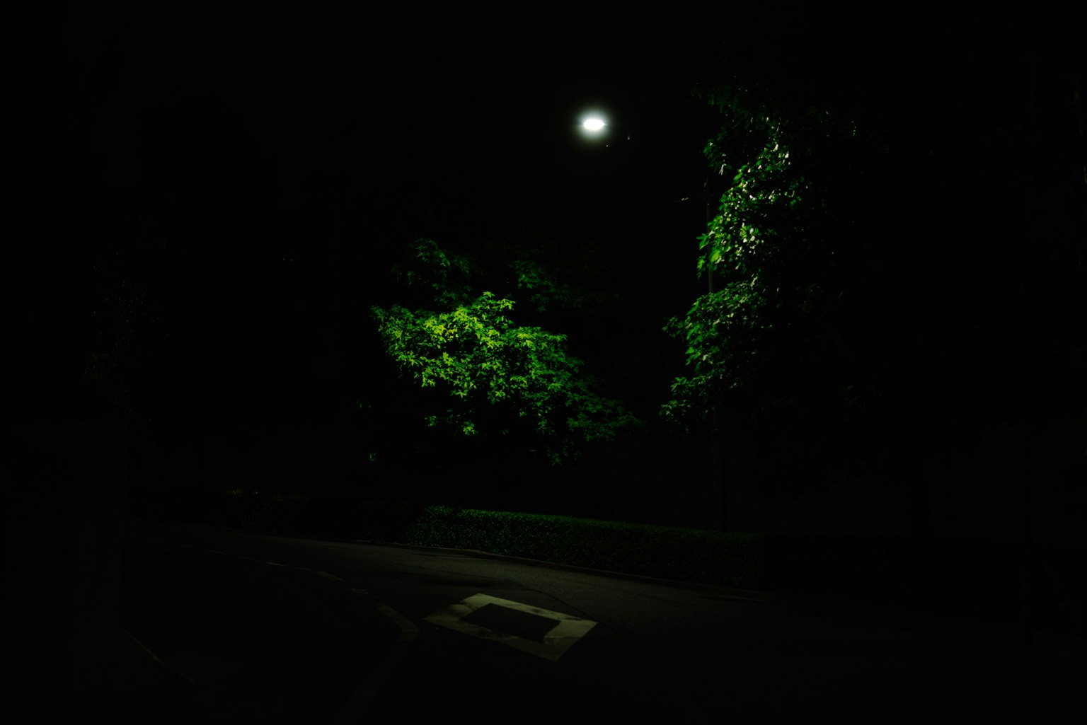 A nighttime scene with a bright moon illuminating green foliage
