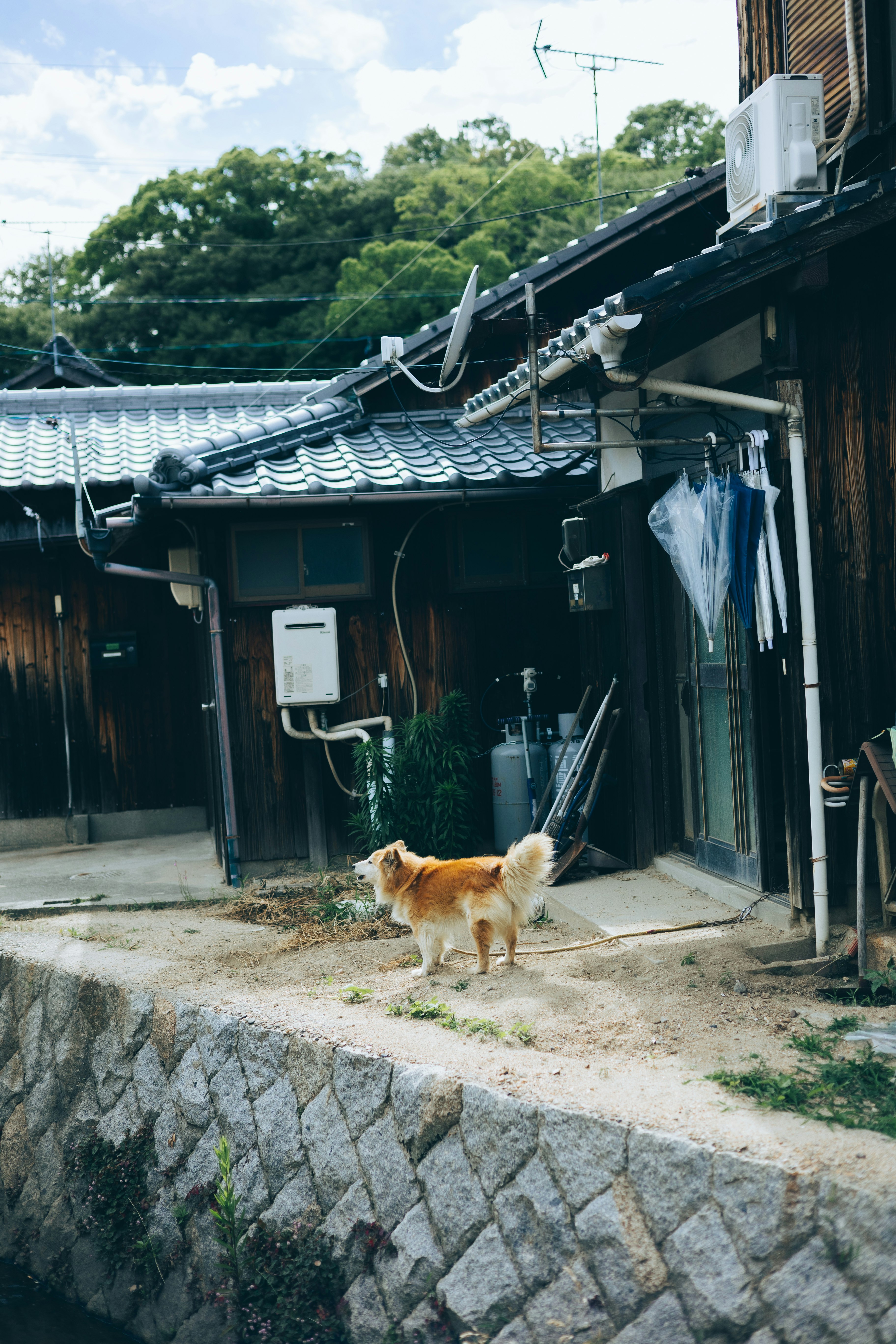 石畳の小道に面した軒先で犬が歩く路地の風景