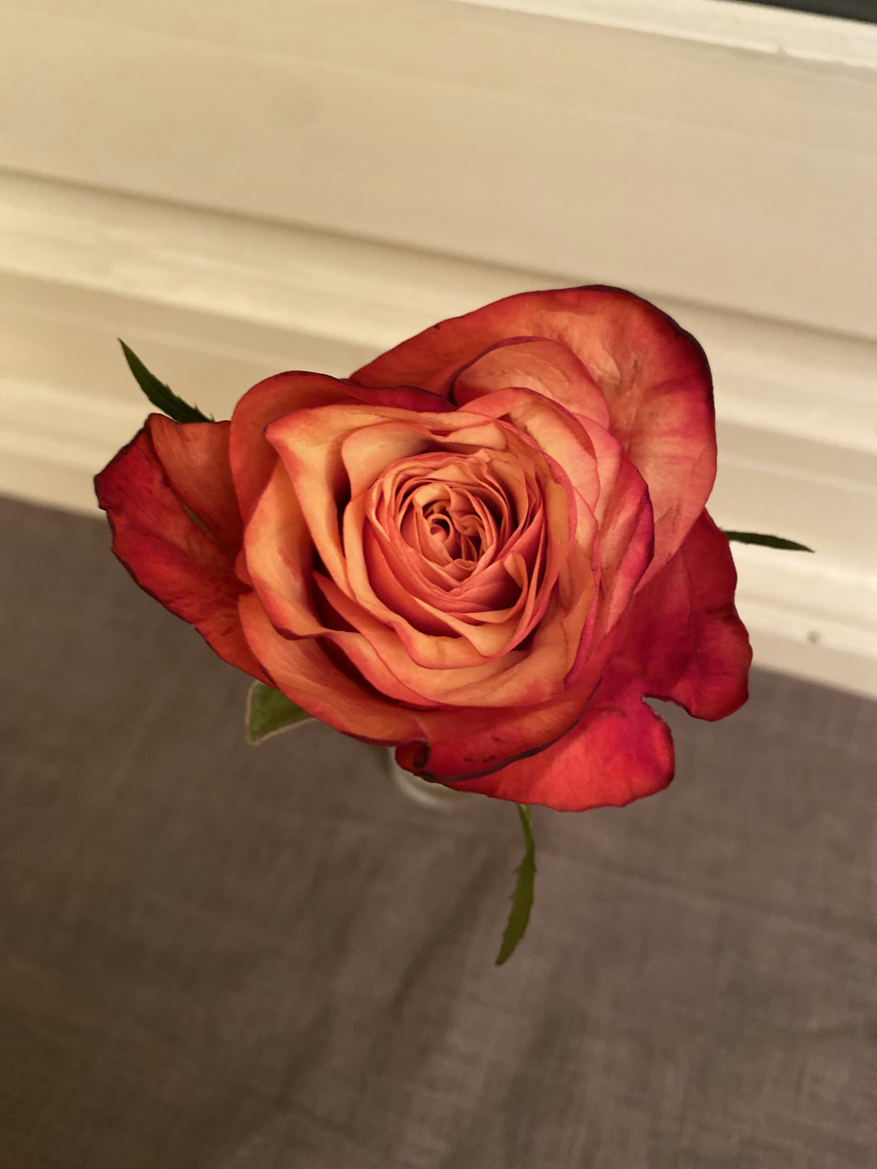 布の上に置かれた赤とオレンジのバラの花