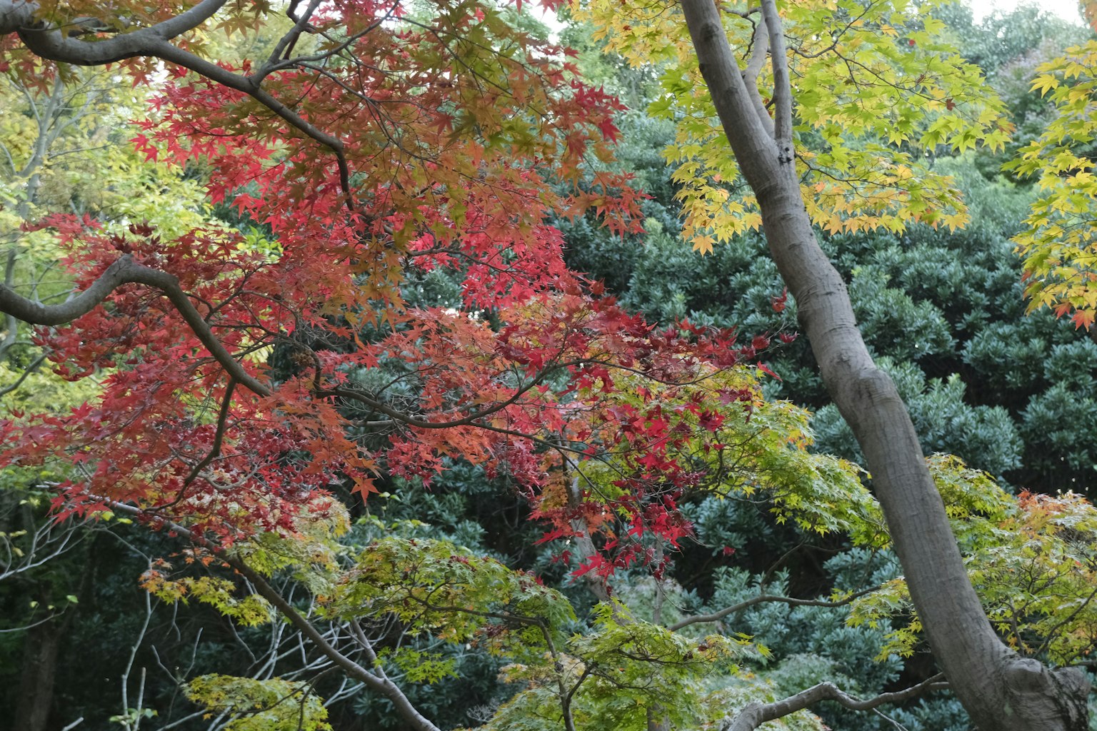 Waldszene mit lebhaft roten und gelben Herbstblättern