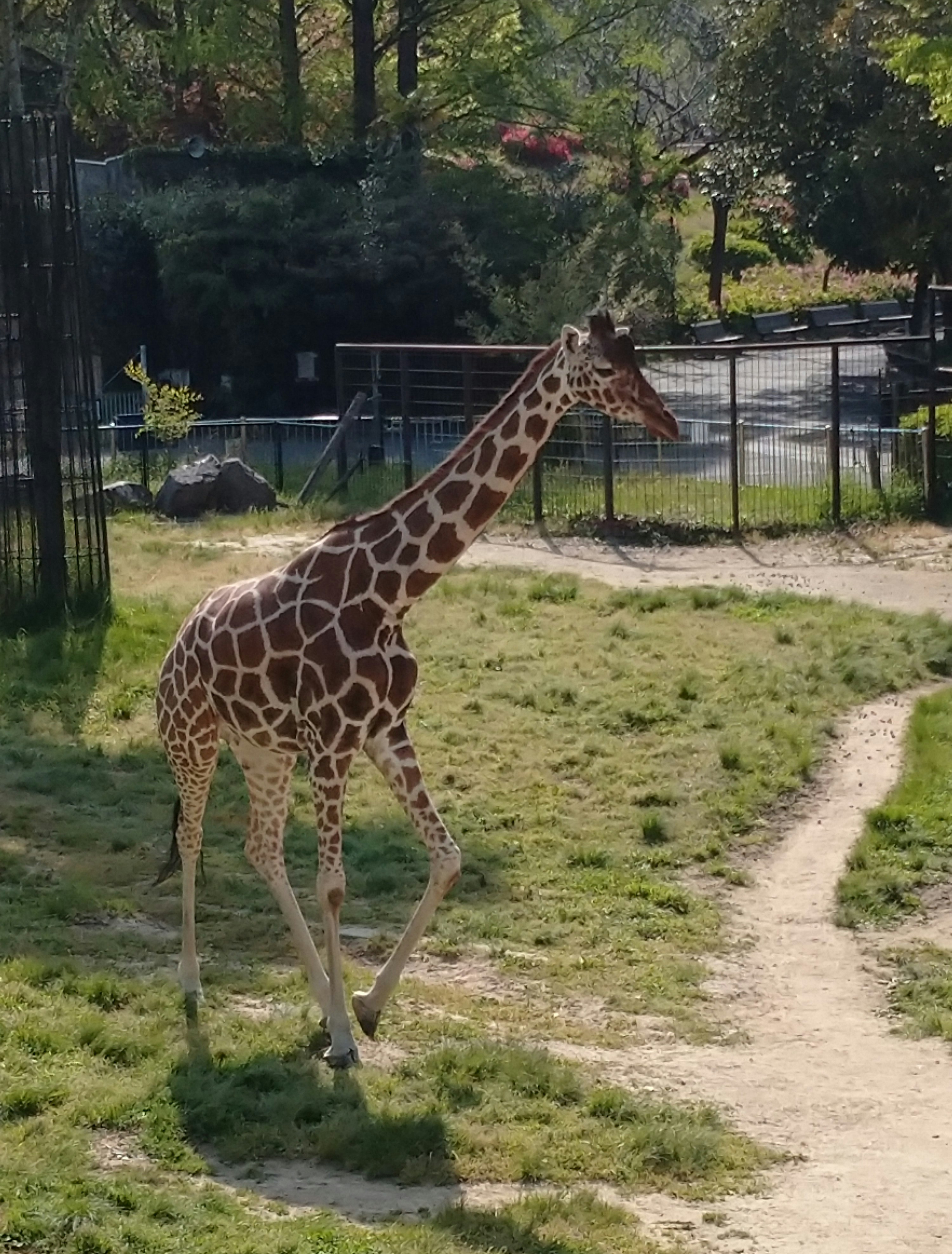 動物園の柵の前に立つキリン