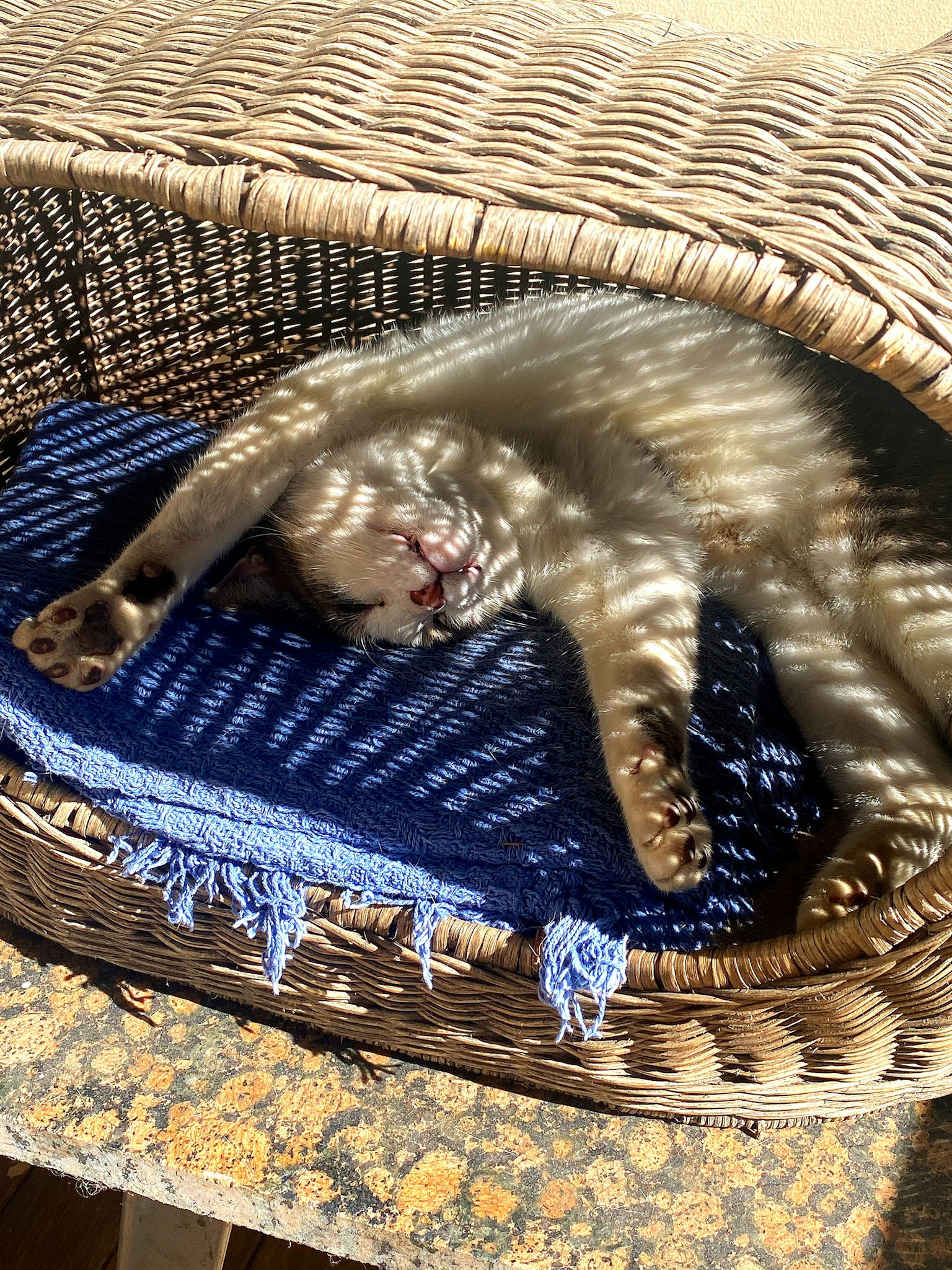 Un gatto che dorme in un cesto con la luce del sole che crea motivi