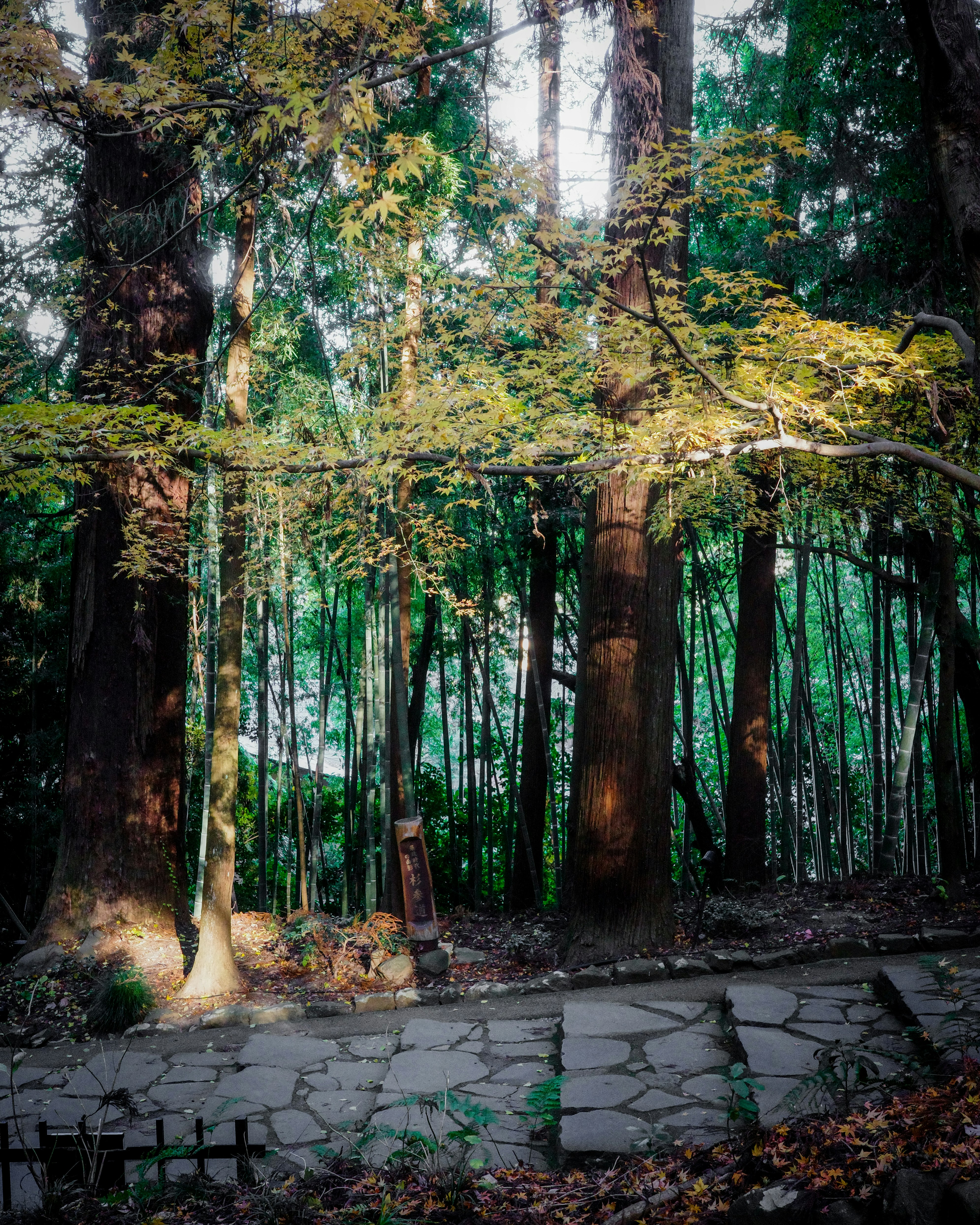 Stone path through a lush green forest with sunlight filtering through the trees