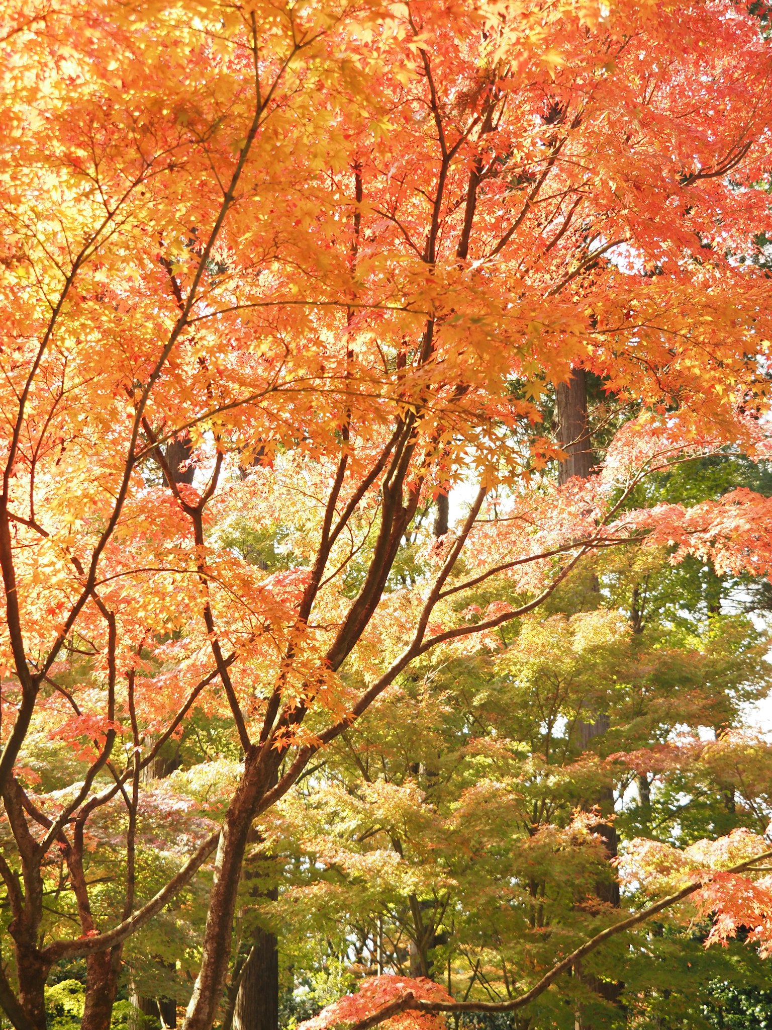 Vue pittoresque d'arbres aux feuilles orange vif