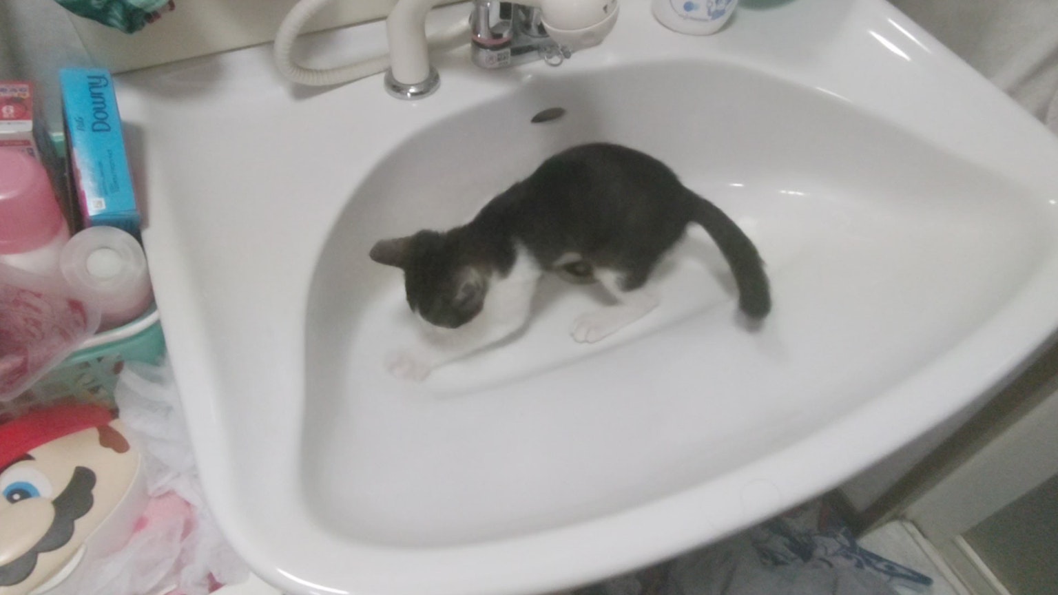 Un gatto bianco e nero che gioca in un lavandino