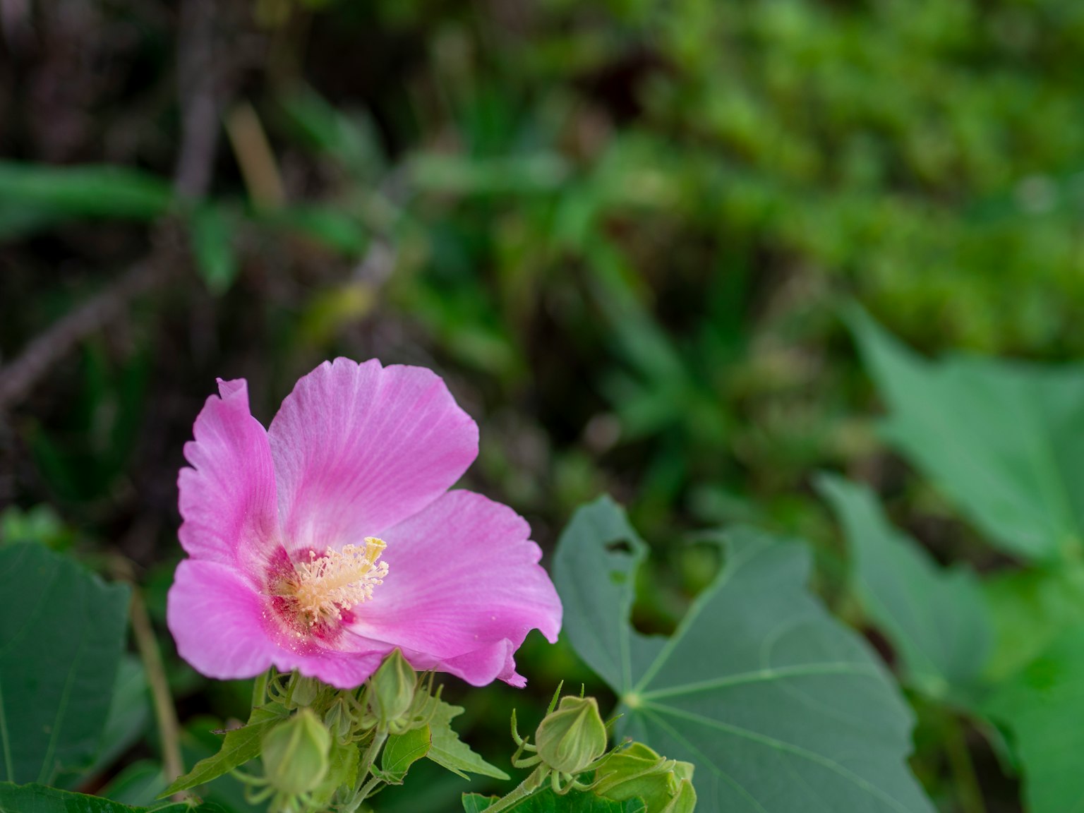 Sebuah bunga pink cerah dikelilingi daun hijau