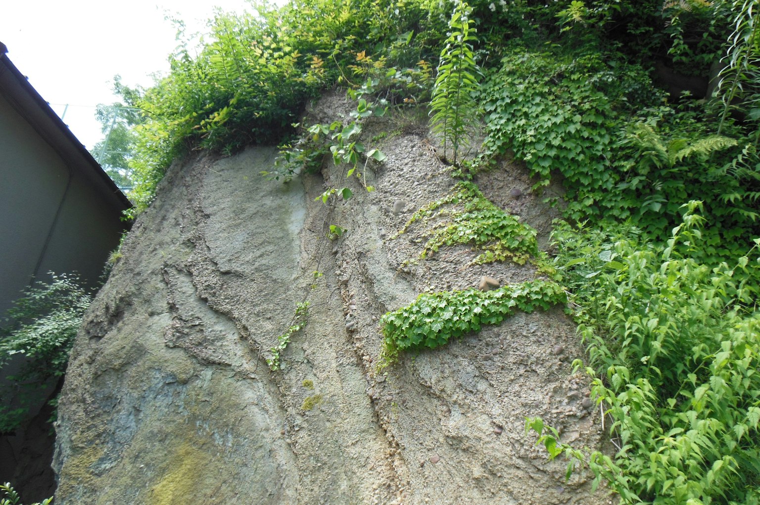 Un muro di terra ripido coperto di vegetazione verde lussureggiante