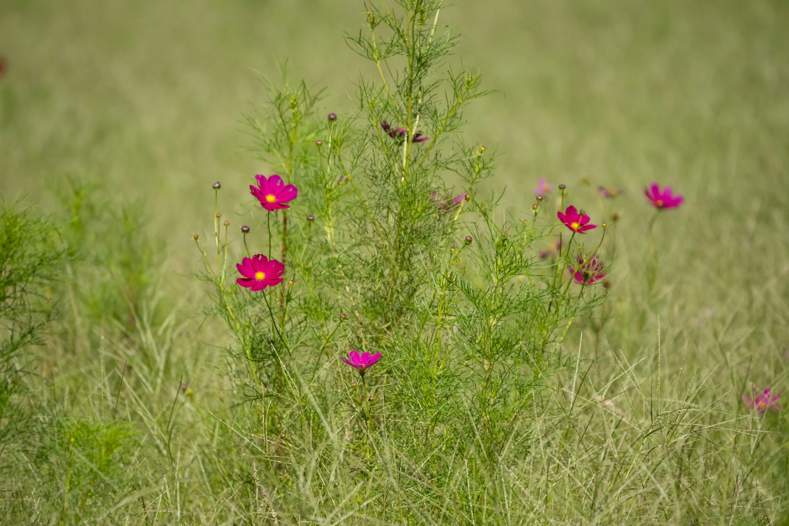 Vibrant pink flowers blooming in a green meadow