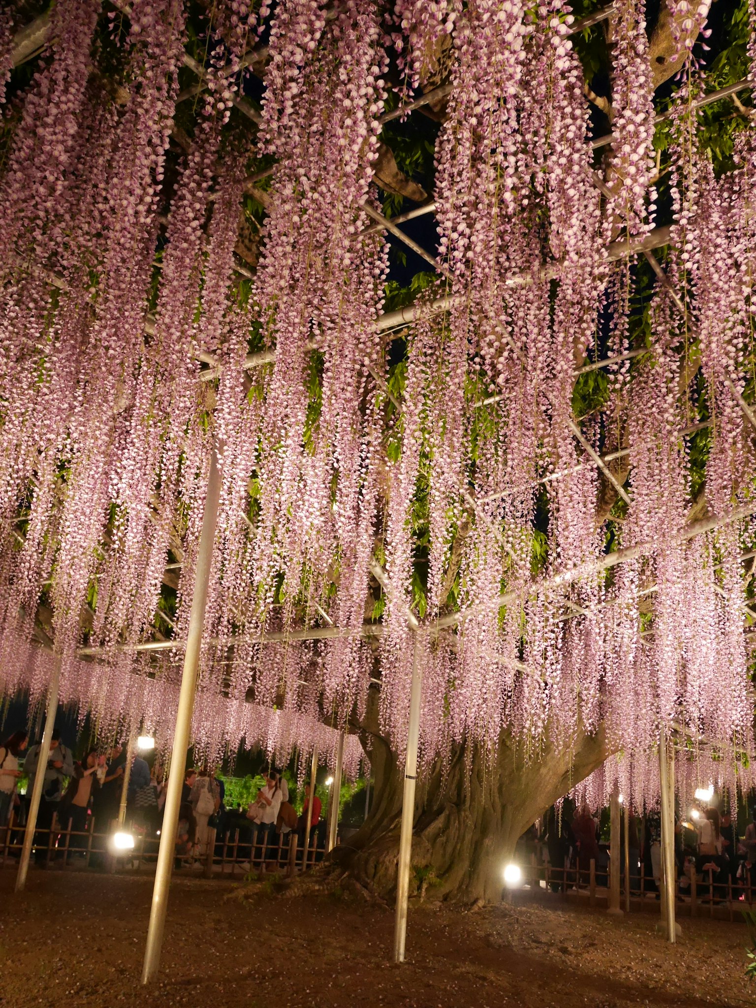 Una scena magica di fiori di glicine che pendono da un albero