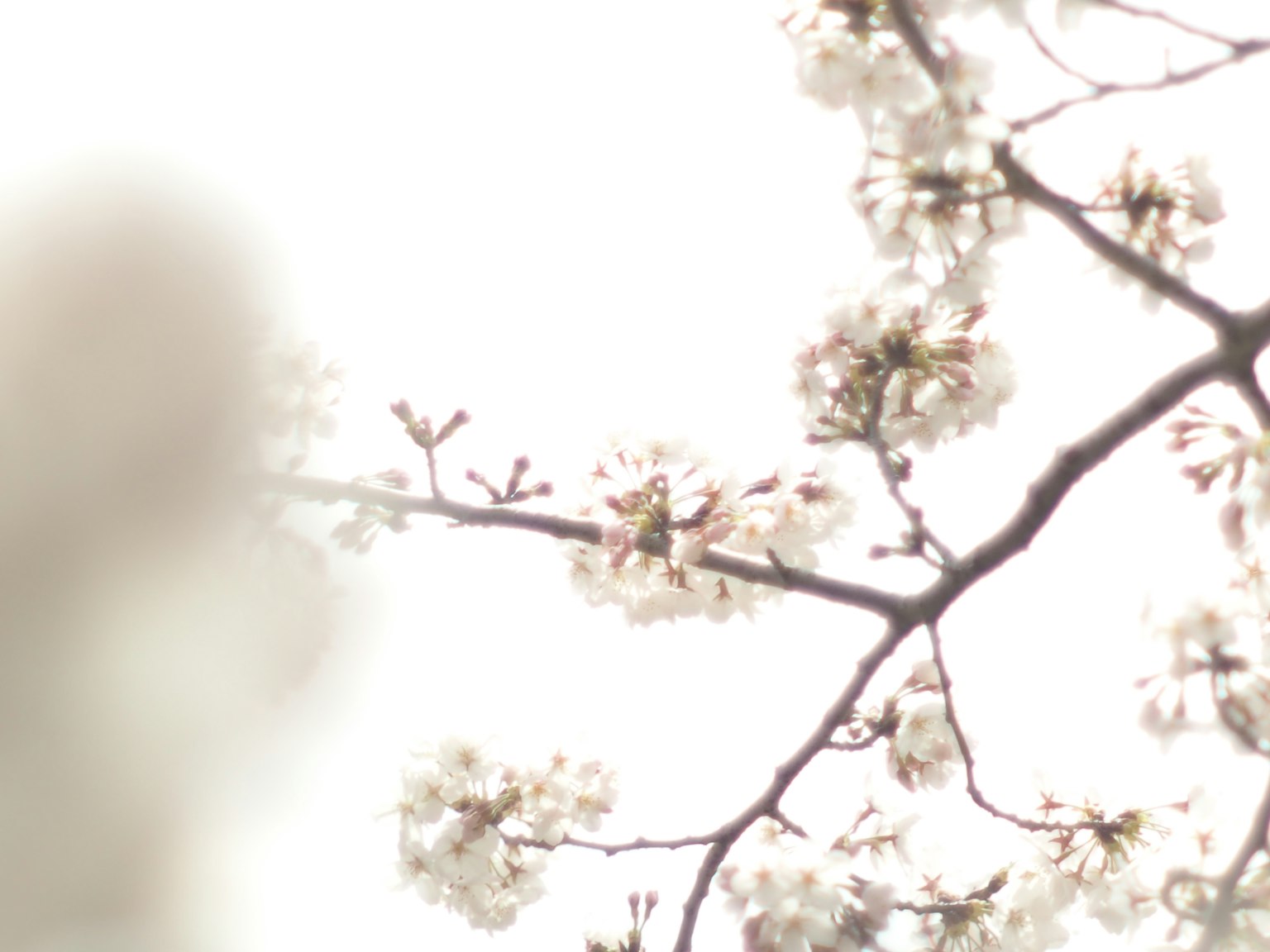 Immagine sfocata di un ramo con fiori bianchi