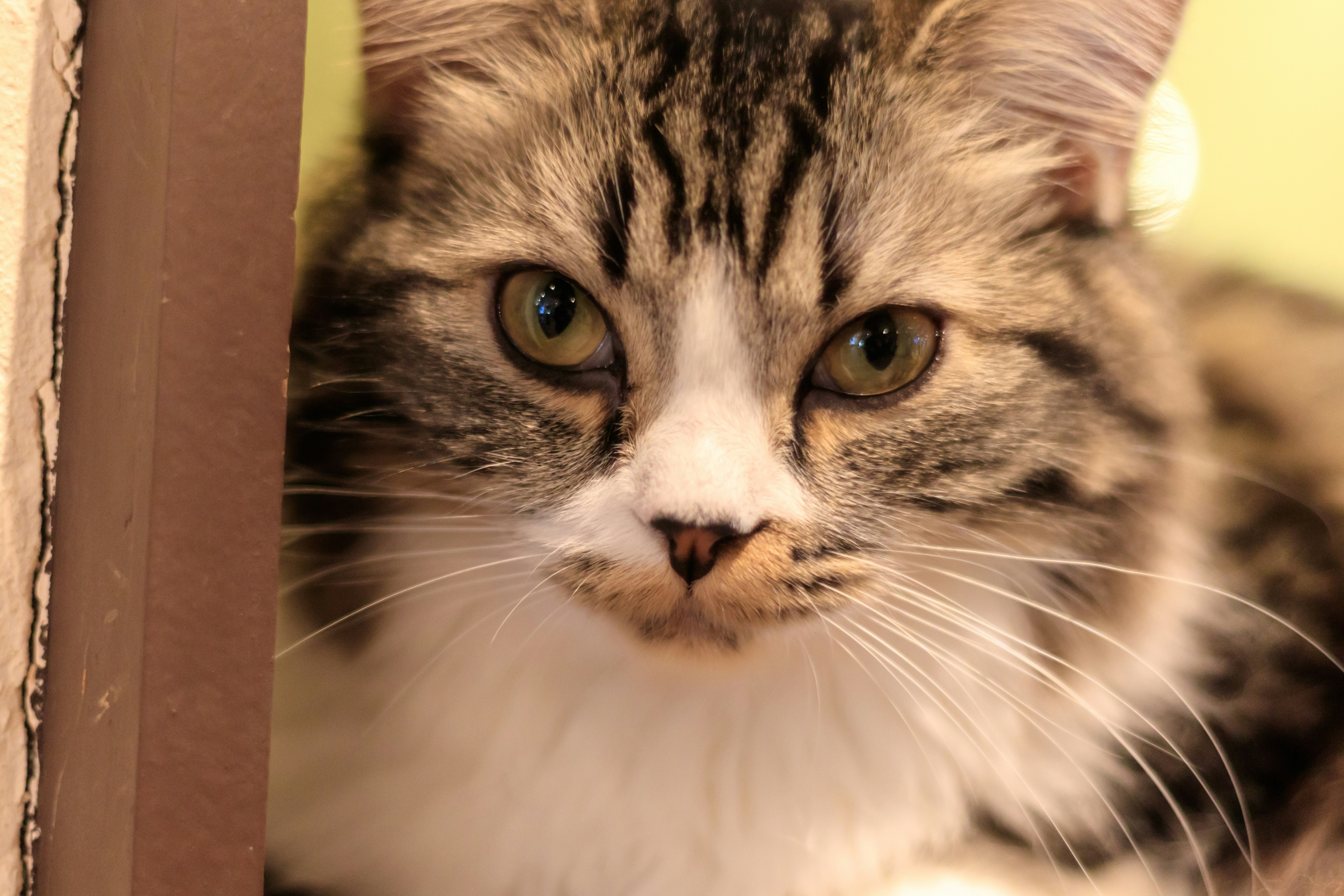 Kucing berbulu lebat menatap kamera