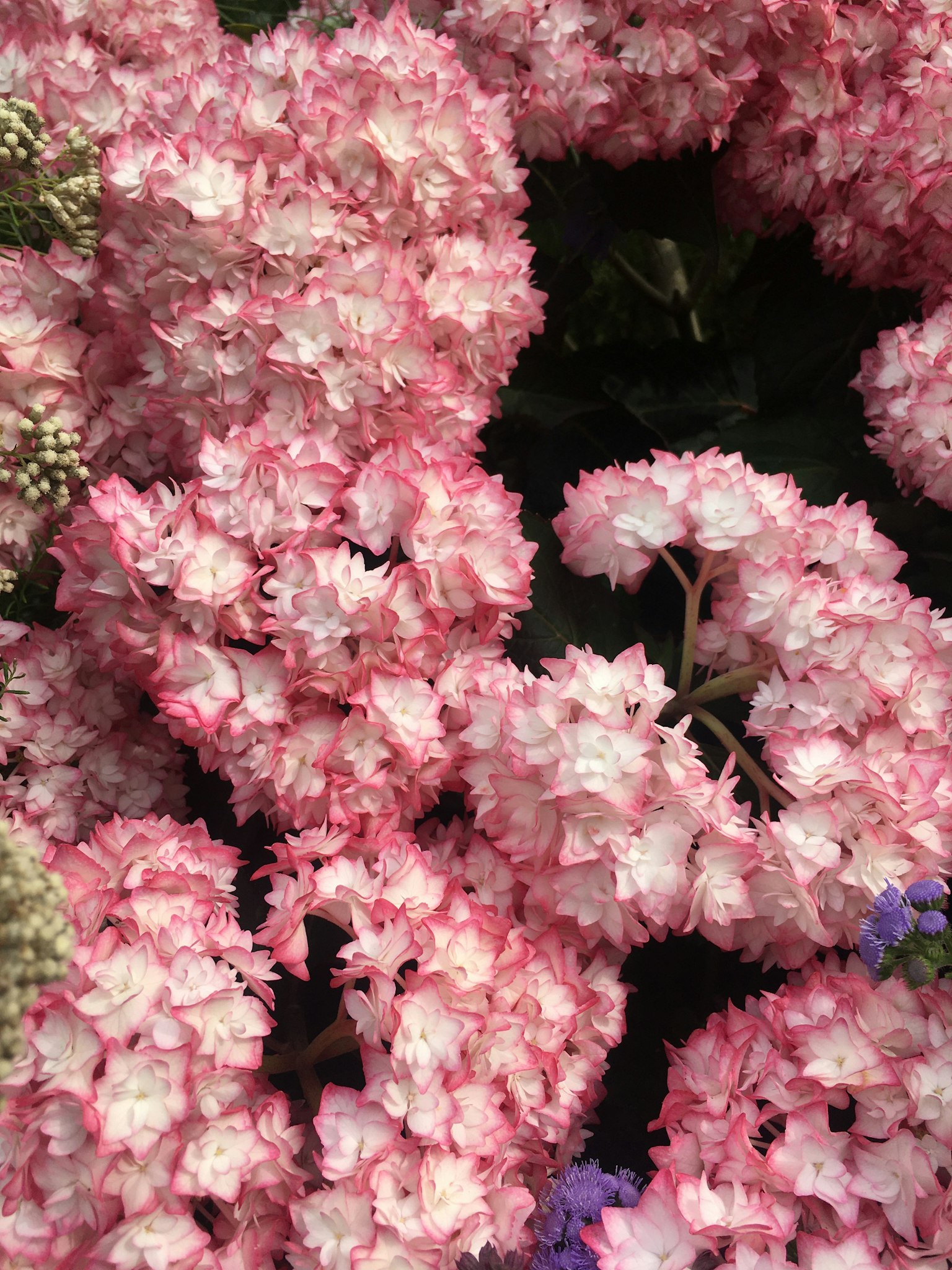 Un'immagine bella di fitte grappole di fiori rosa