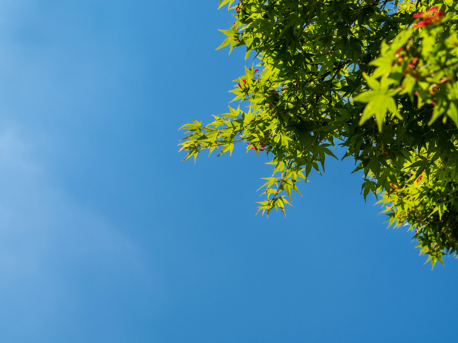 Foglie di acero verdi contro un cielo blu