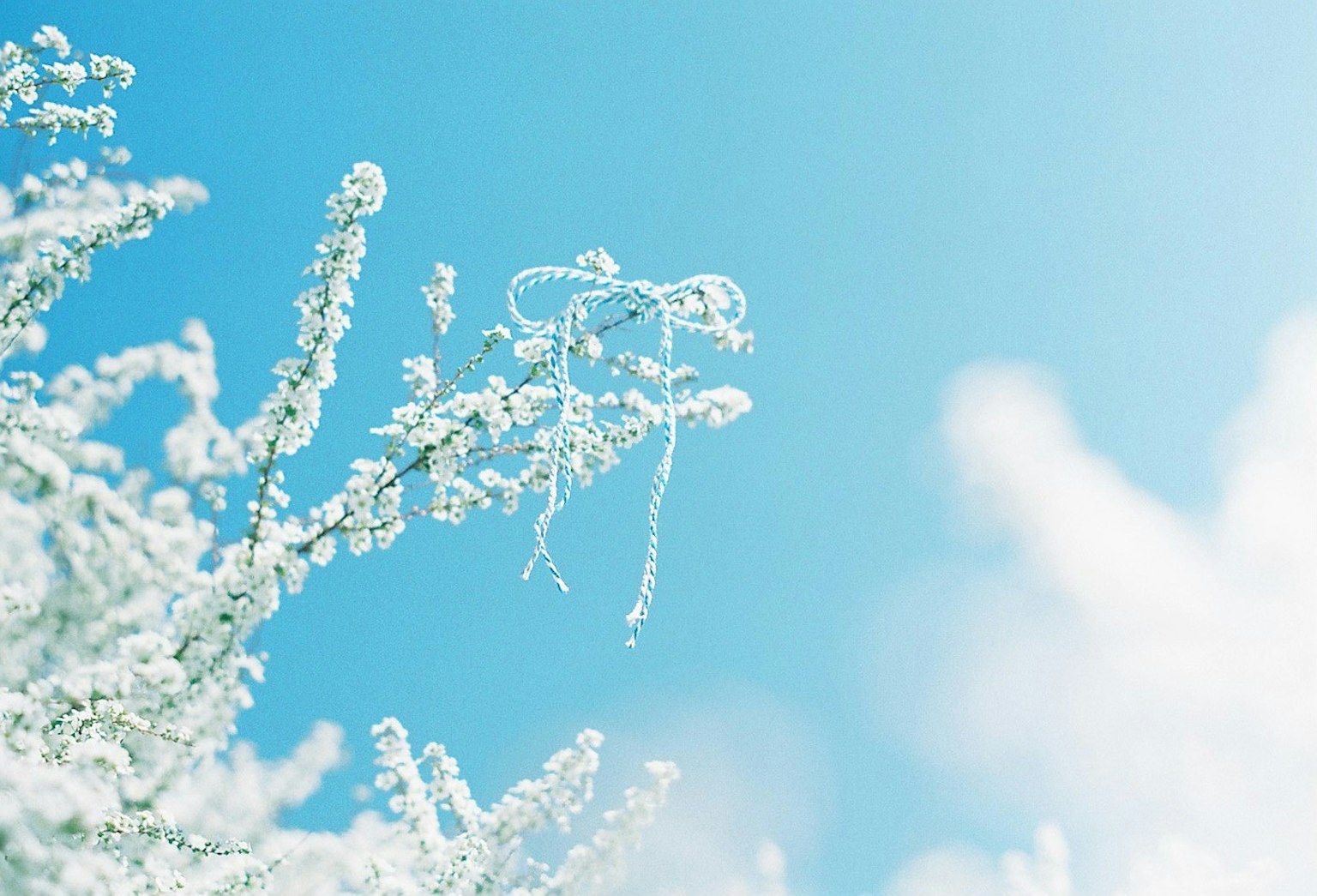 Nahaufnahme von weißen Blumen vor blauem Himmel