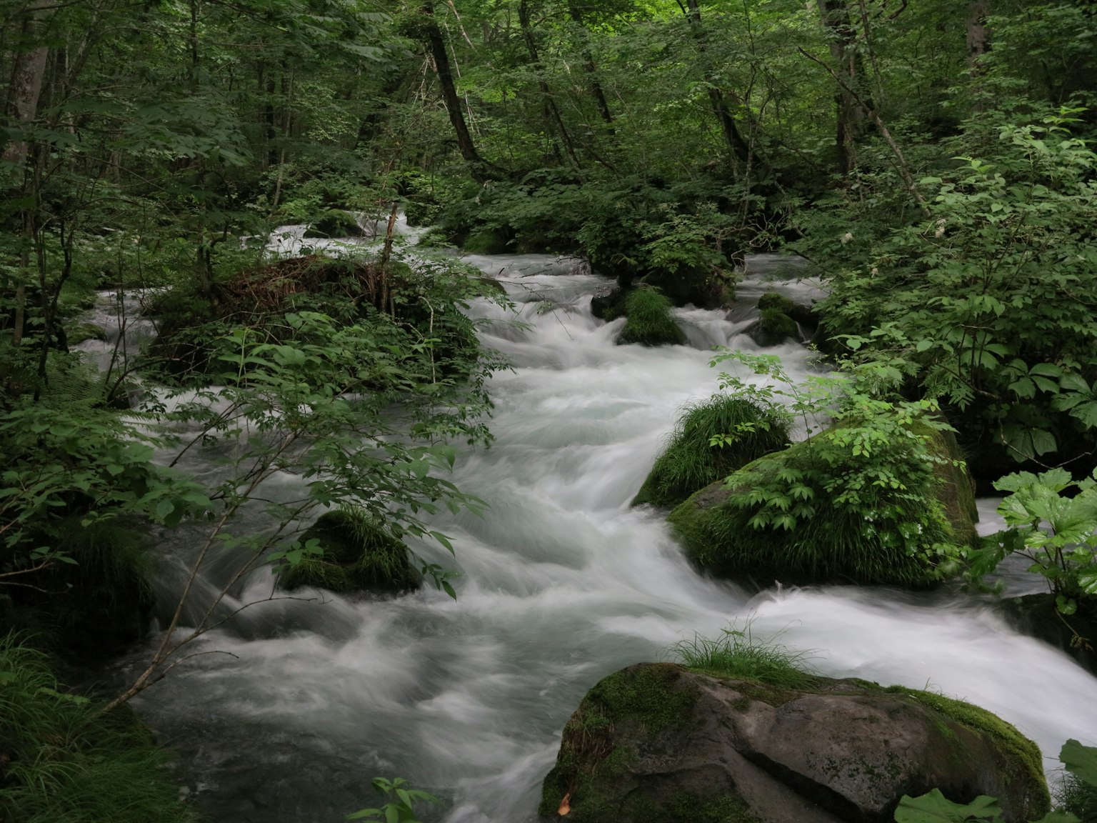 Sungai deras mengalir melalui hutan hijau lebat