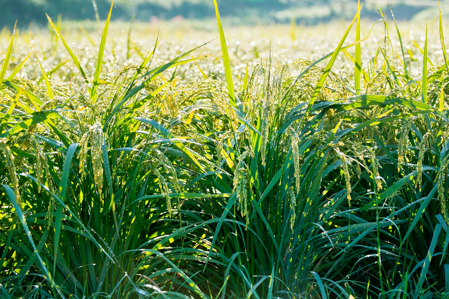 Lush green rice field with tall grass