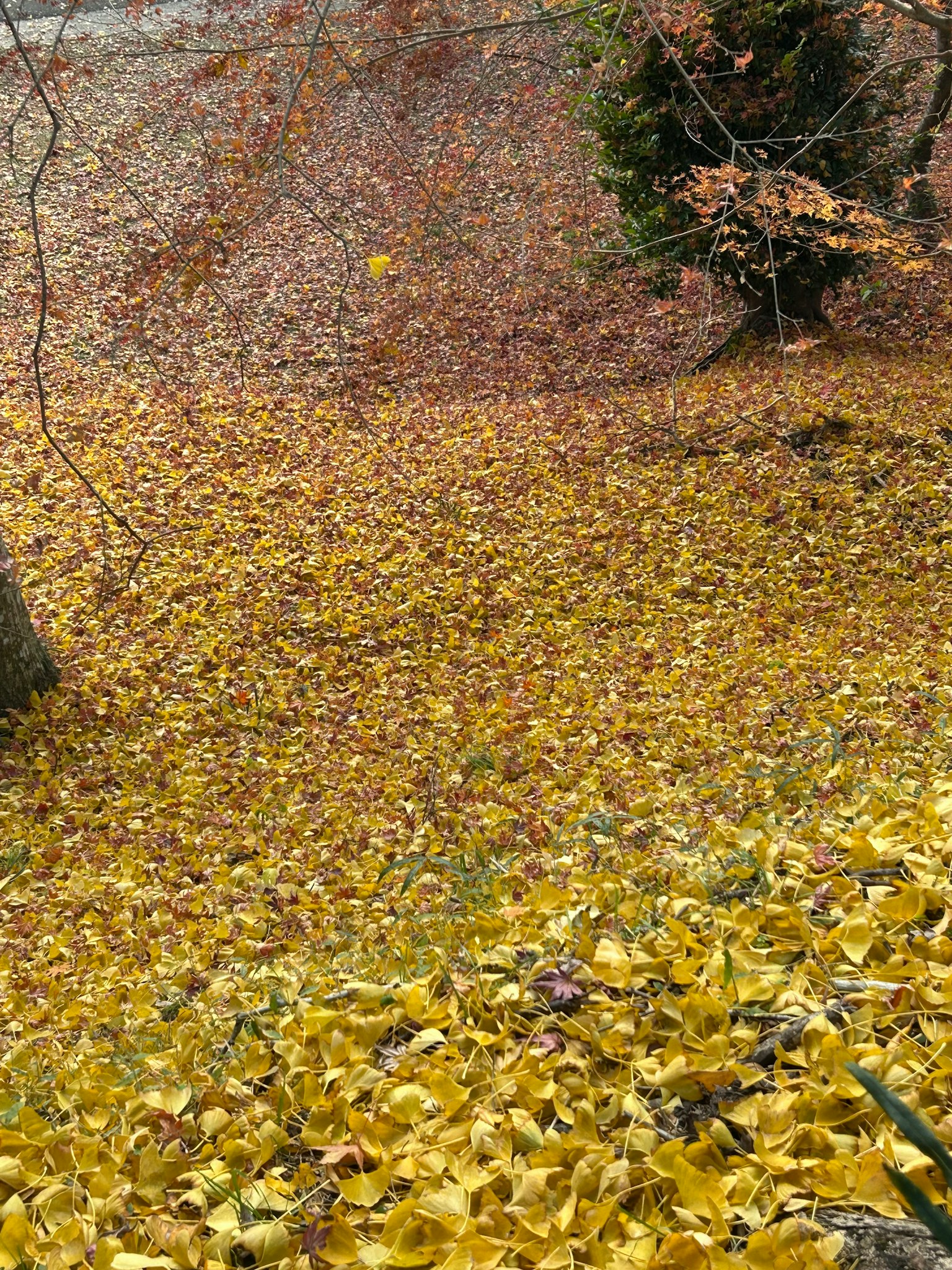 Una vista escénica de hojas amarillas cubriendo el suelo en otoño