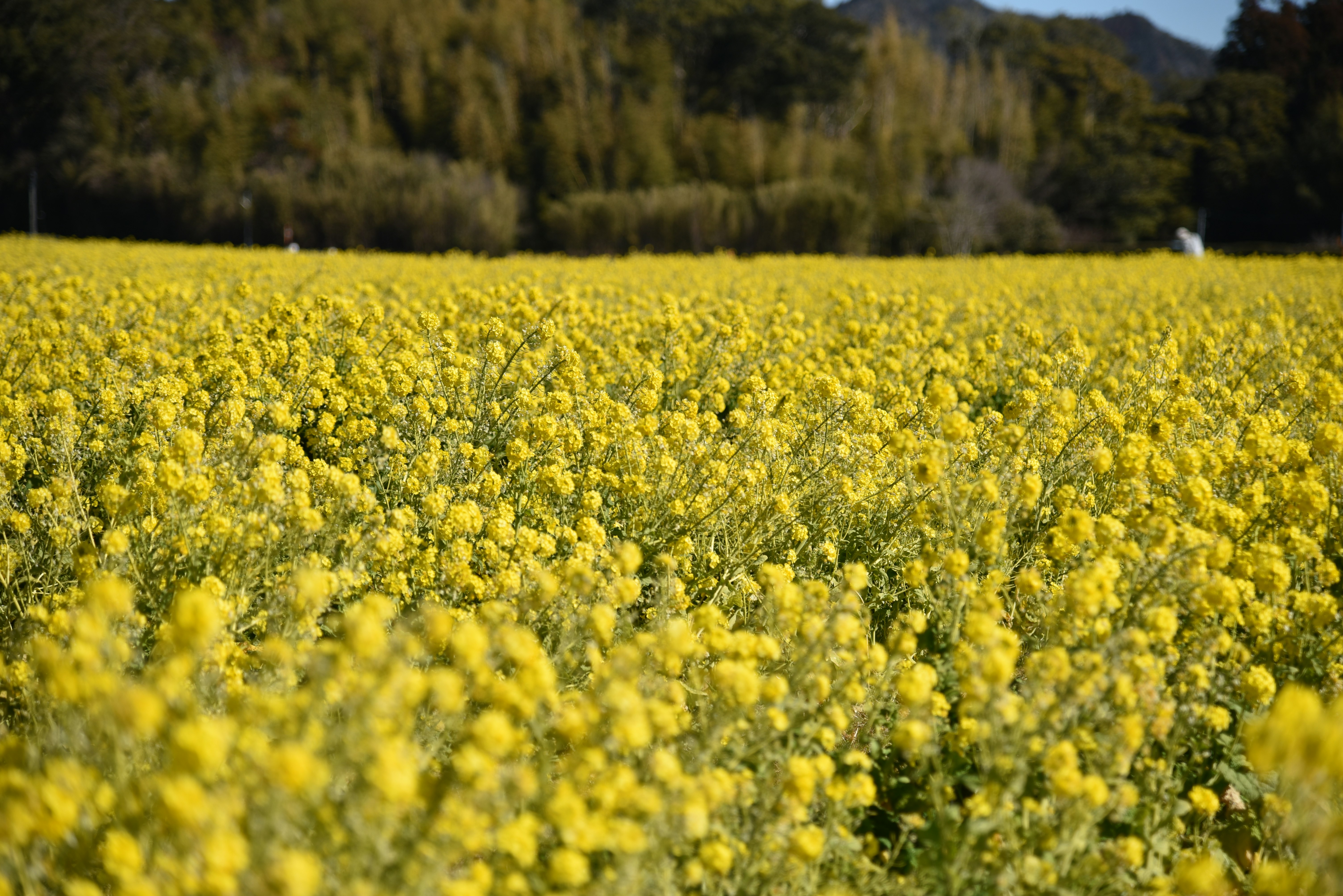Un paysage de champs de fleurs de colza jaunes en pleine floraison