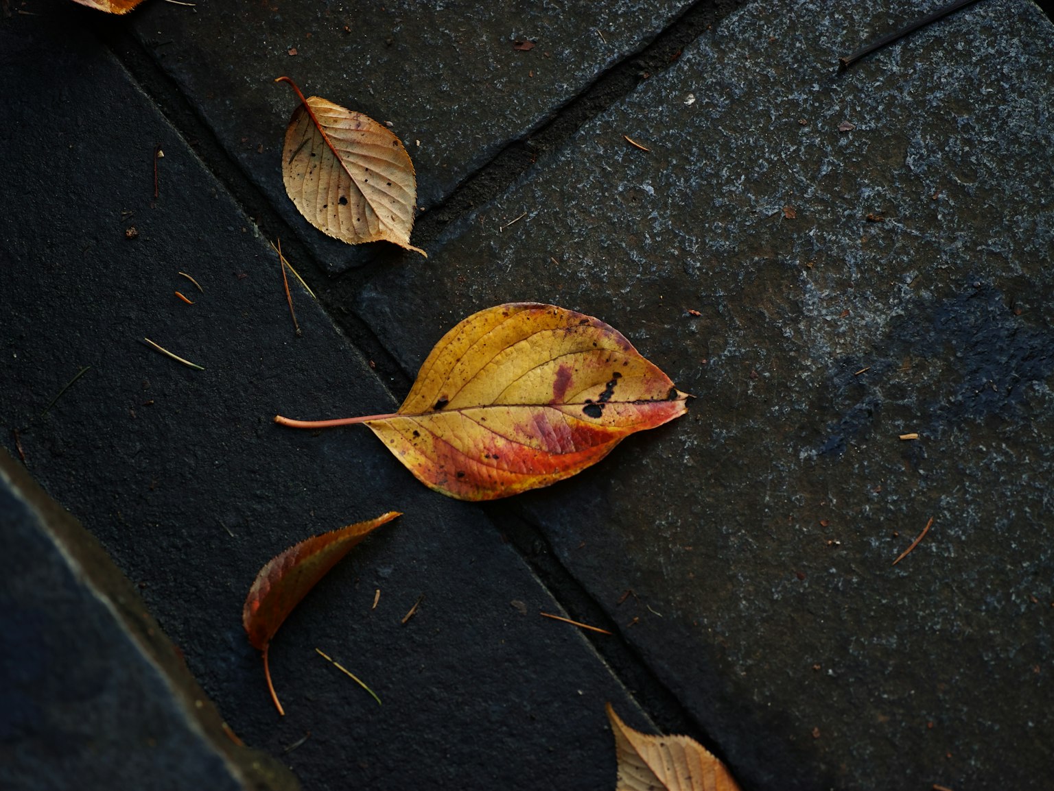 photo-7lFT5LuHSnHi90b6Yu6j-image