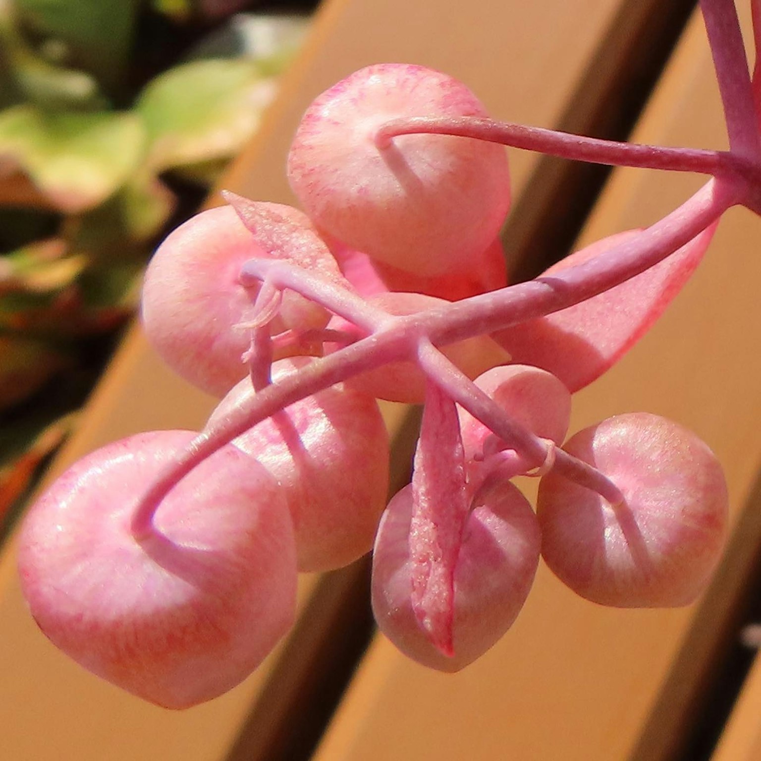 Gros plan d'une plante avec des fruits ronds roses