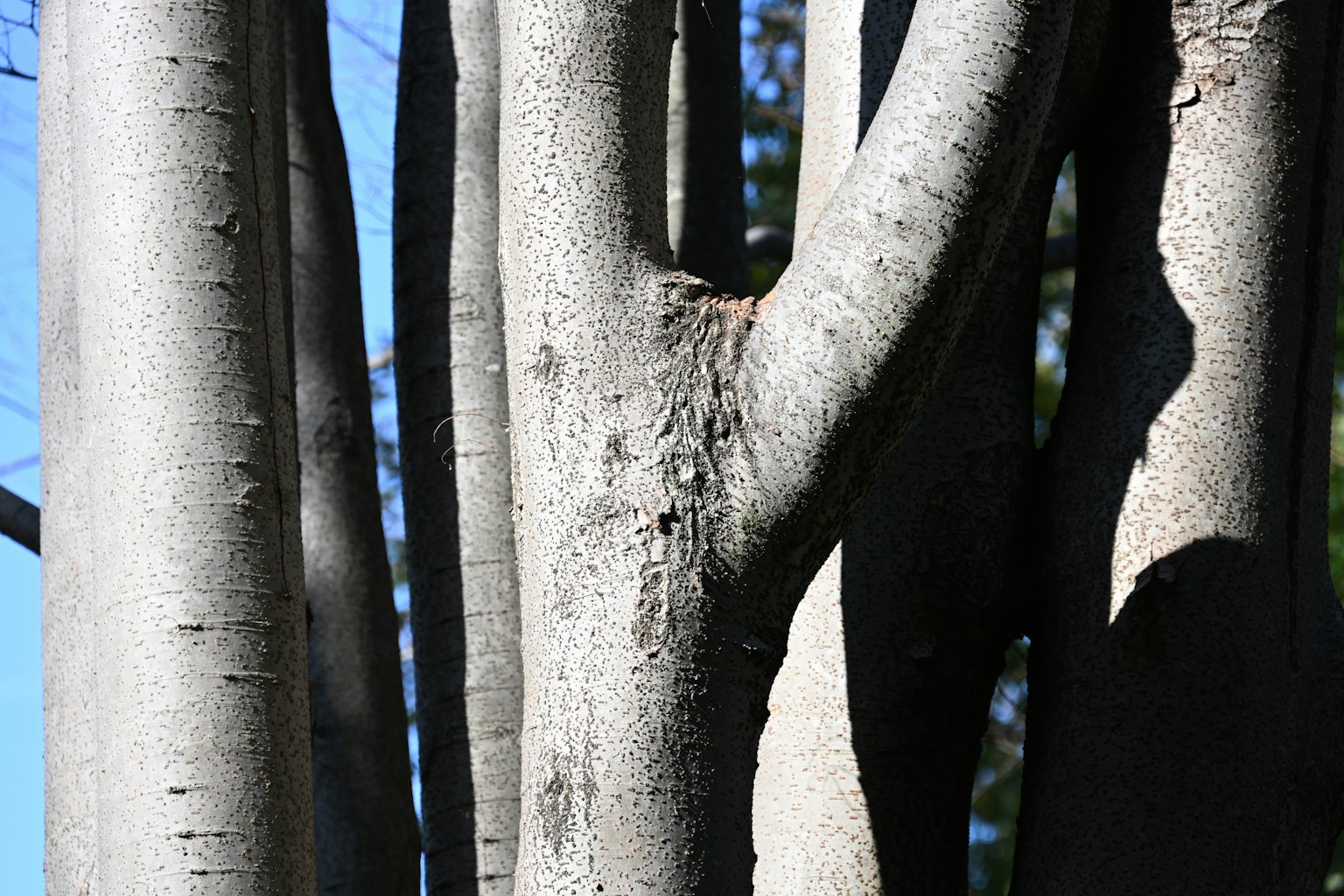 Primo piano di tronchi d'albero con superficie liscia su sfondo di cielo blu