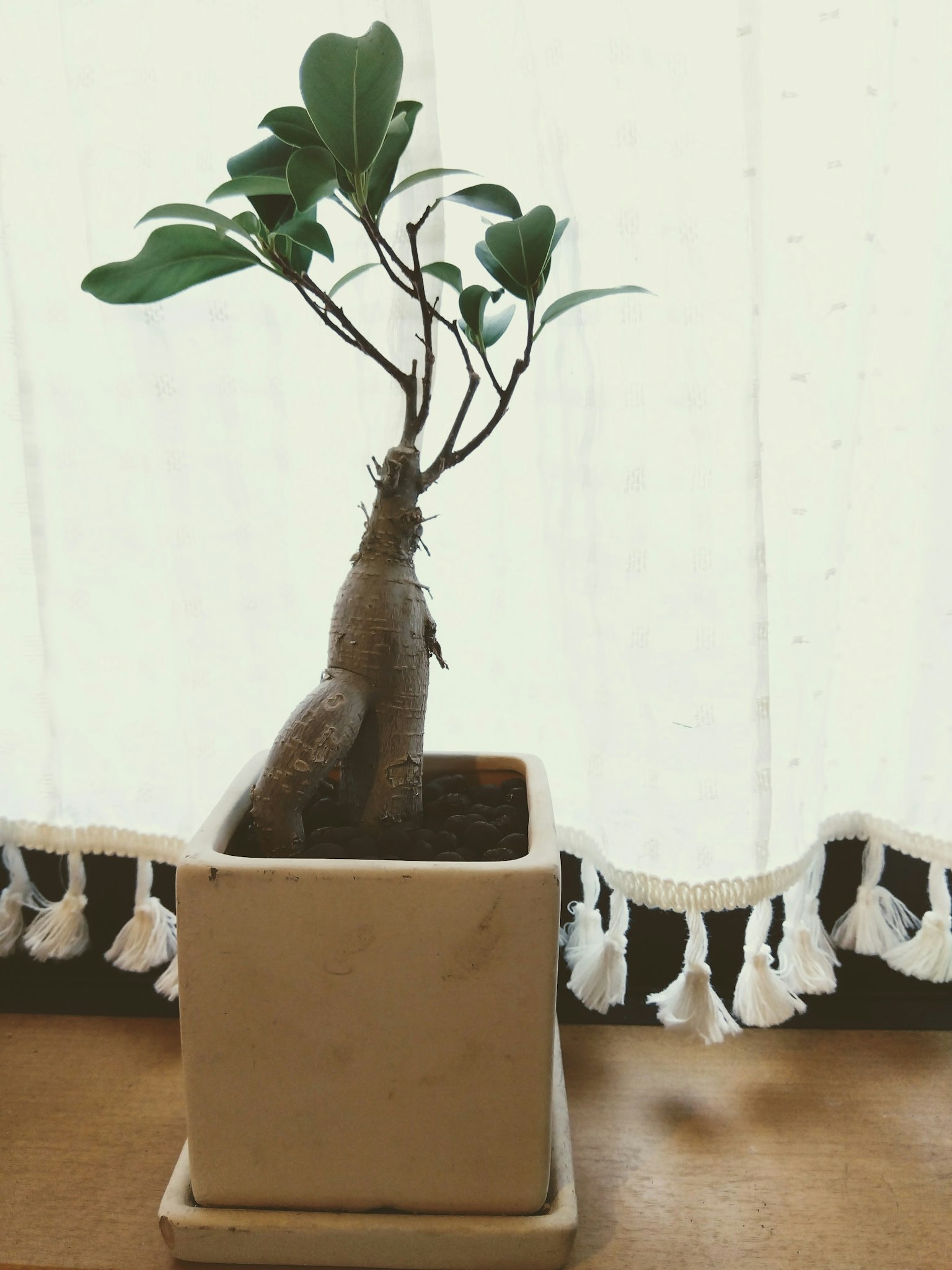 A unique-shaped indoor plant in a small pot with green leaves