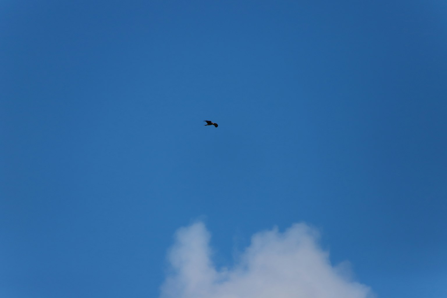 Silhouette of a bird flying in the blue sky with white clouds