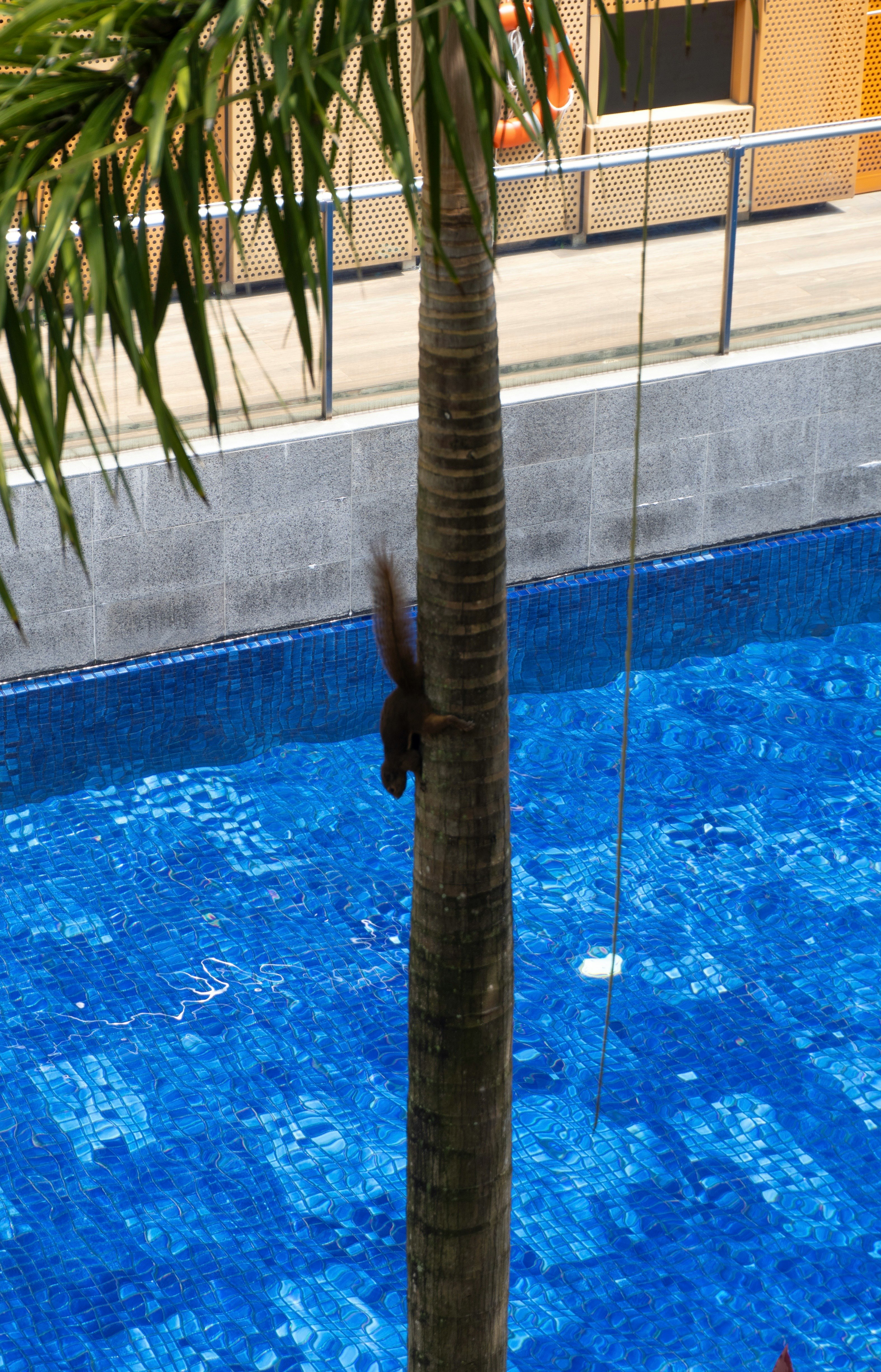 kolam renang outdoor dengan air biru dan pohon palem