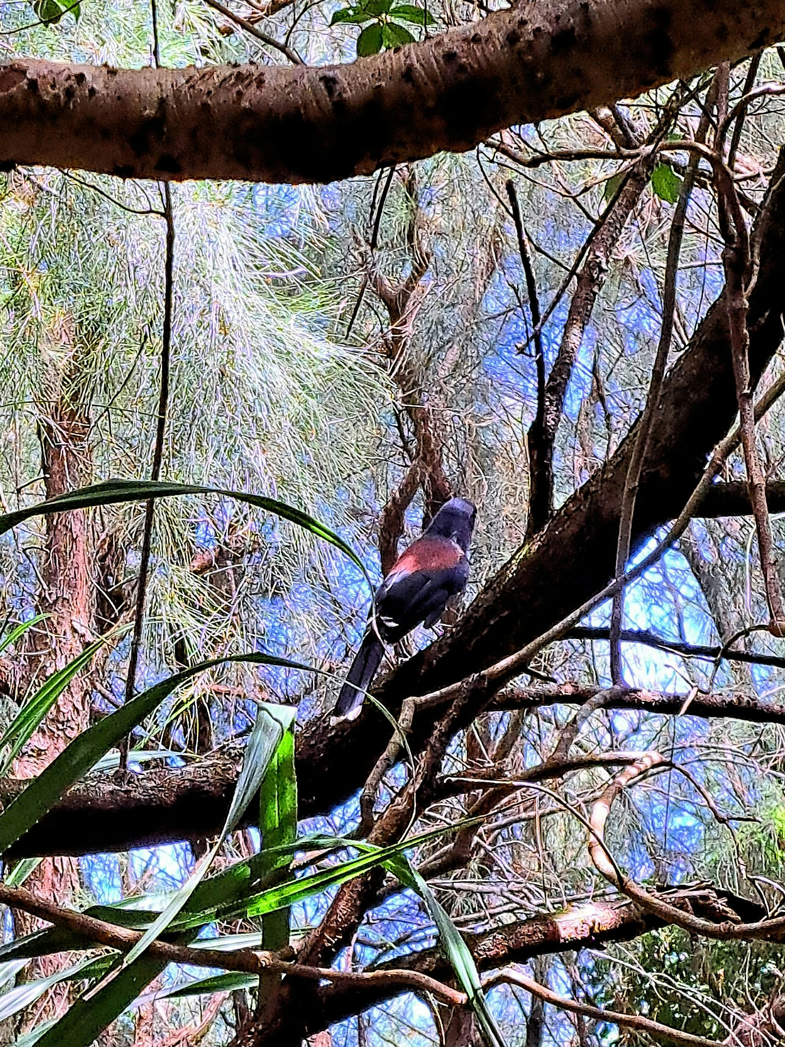 forest scene with a blue magpie perched on a branch