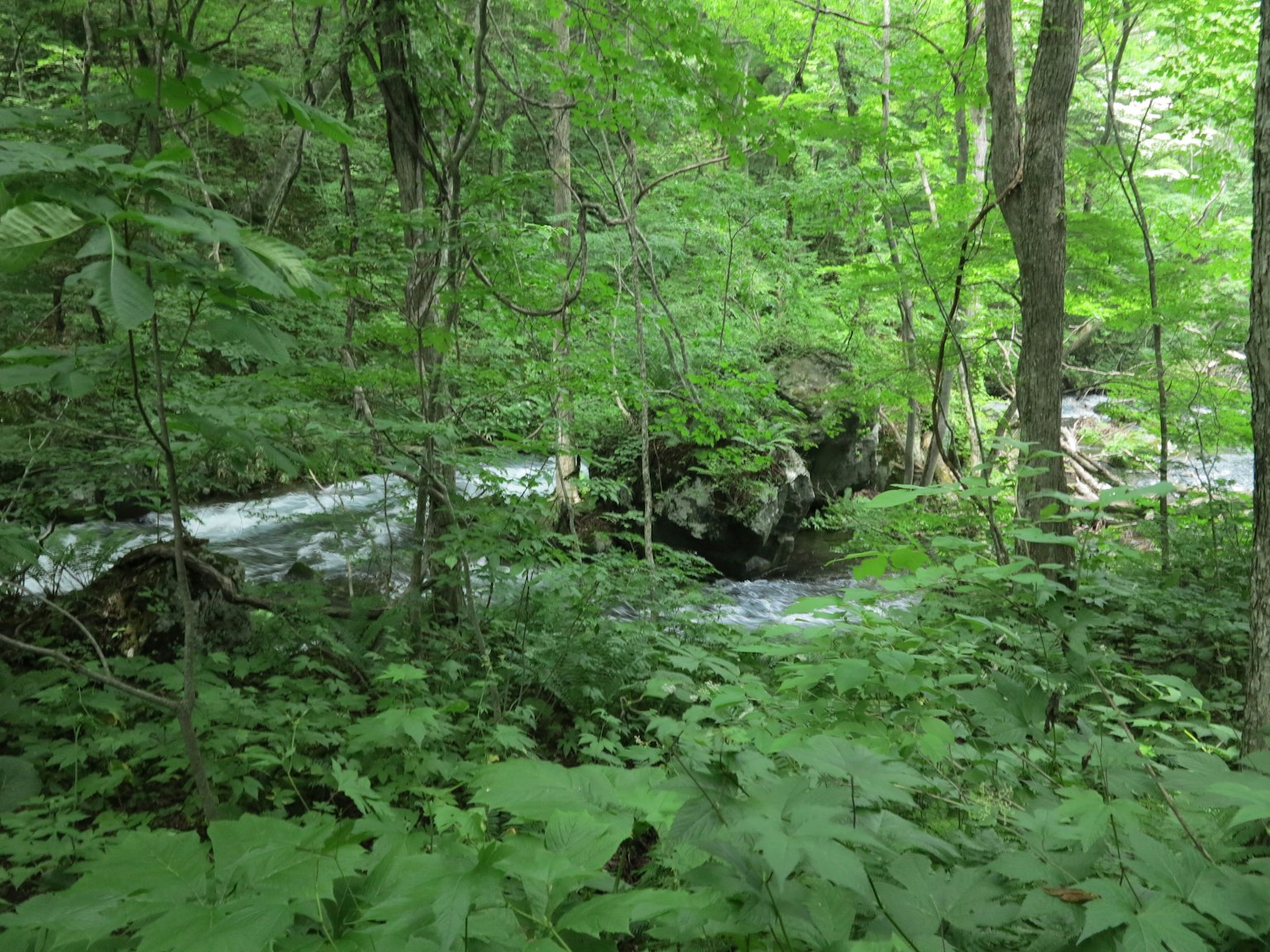 Eine ruhige Aussicht auf einen Bach, der durch einen üppigen grünen Wald fließt