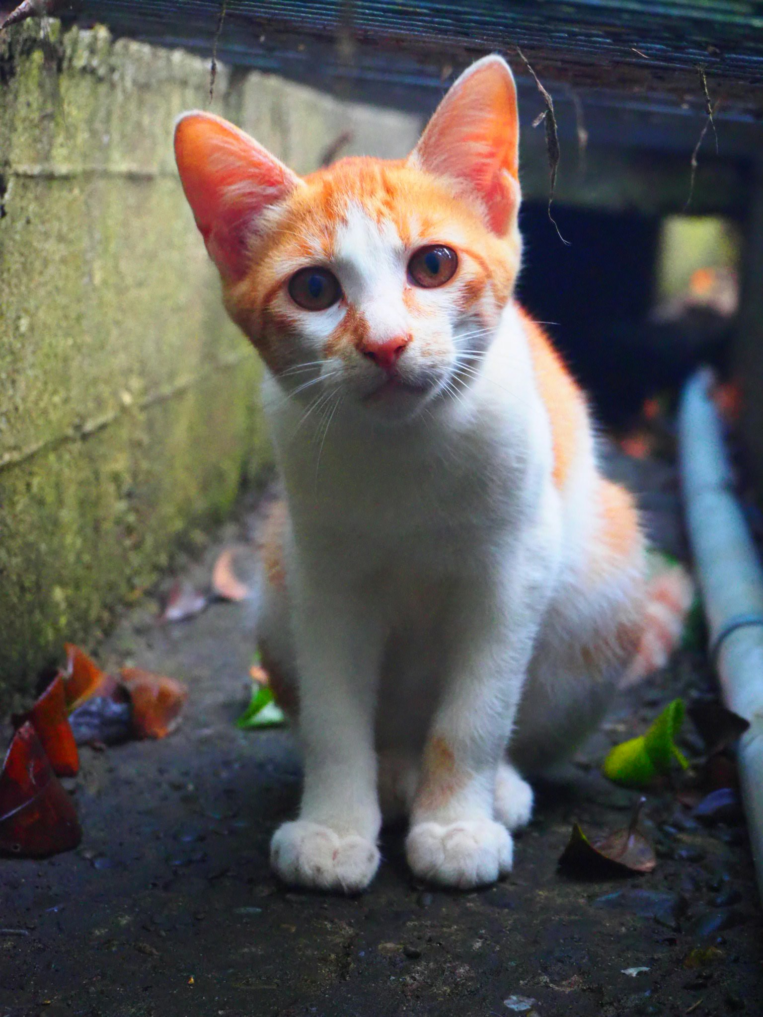 Kucing oranye dan putih duduk di samping jalan