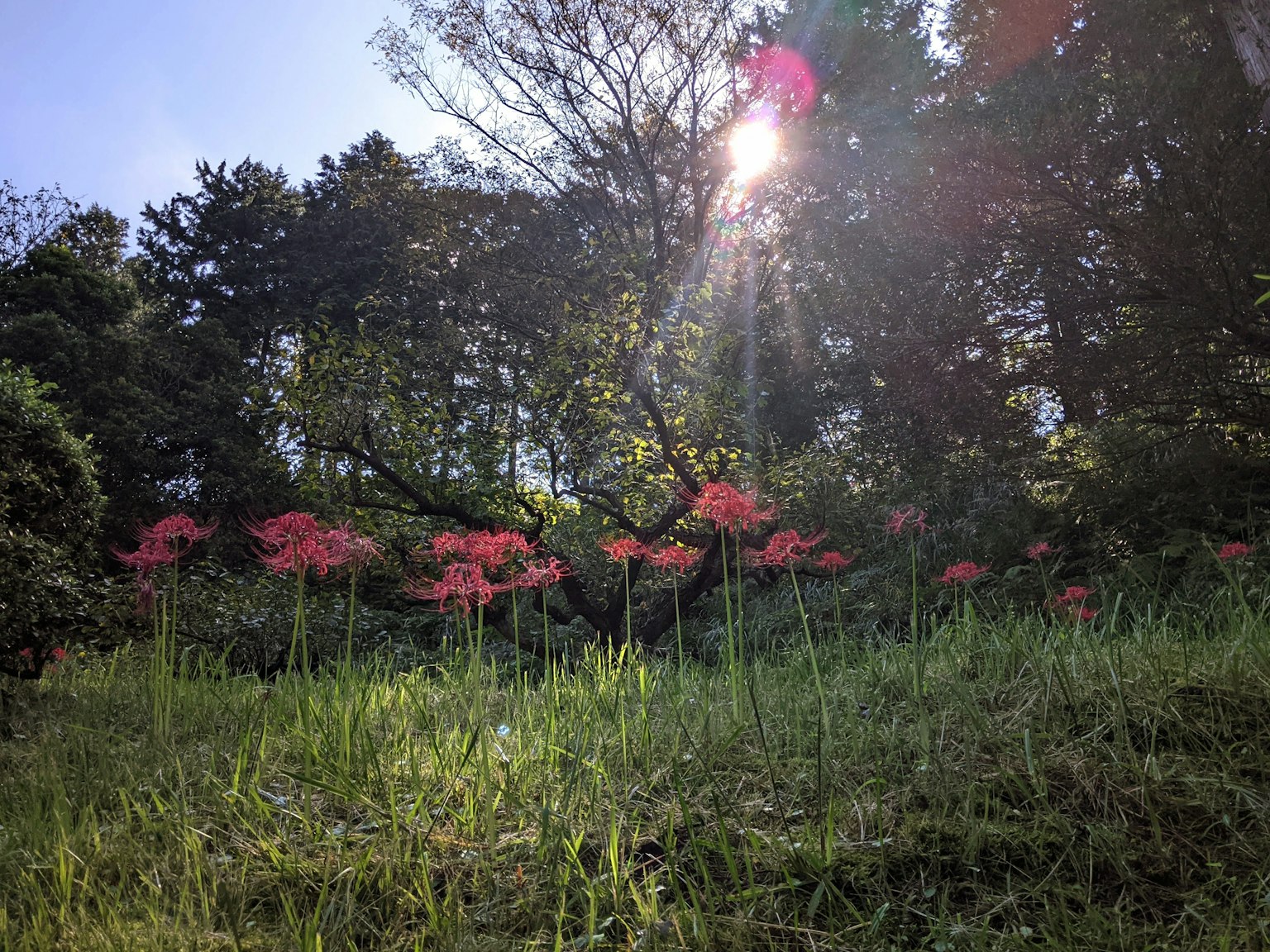 Red spider lilies blooming in a green meadow with sunlight shining through