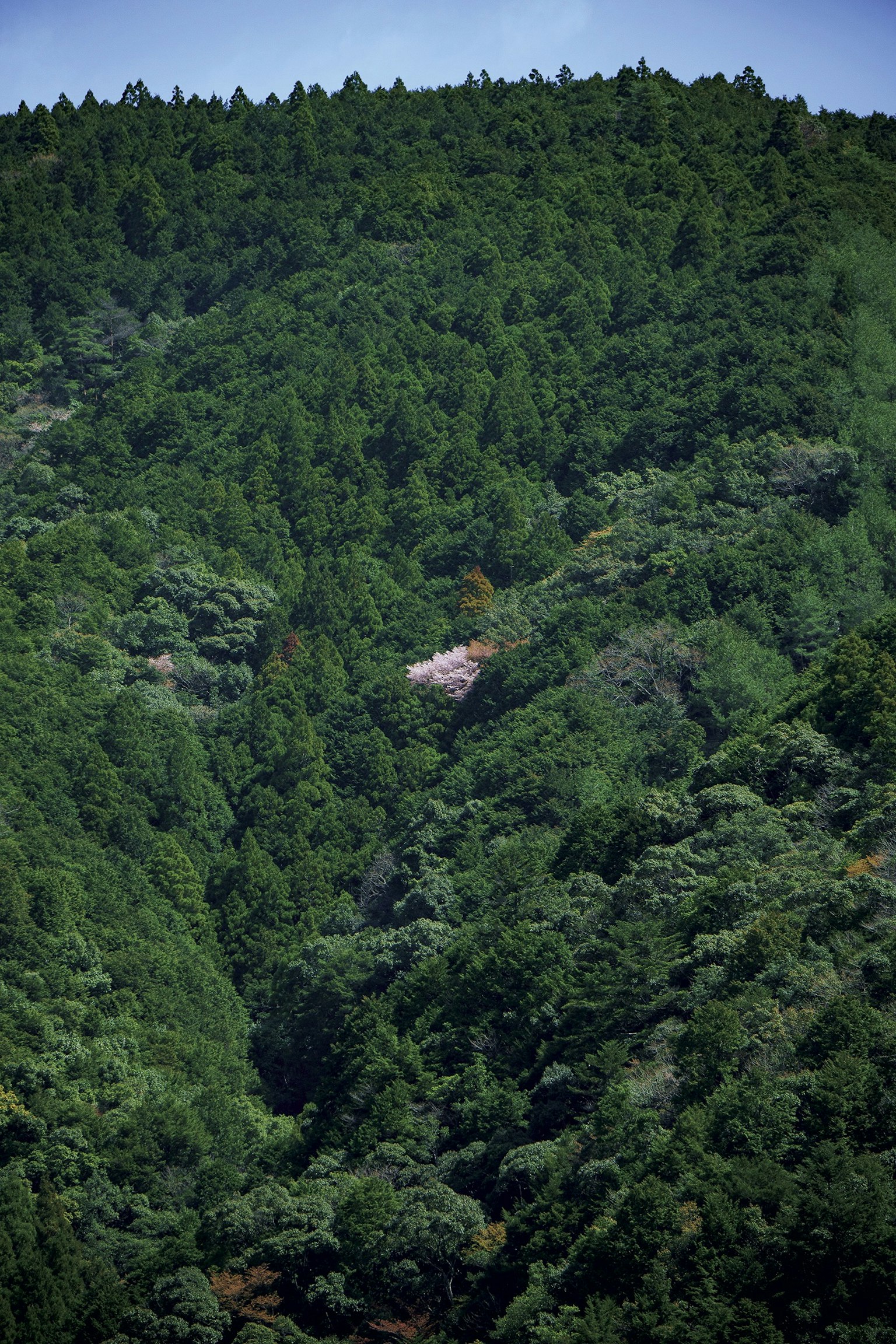 Paysage montagneux verdoyant avec des arbres denses
